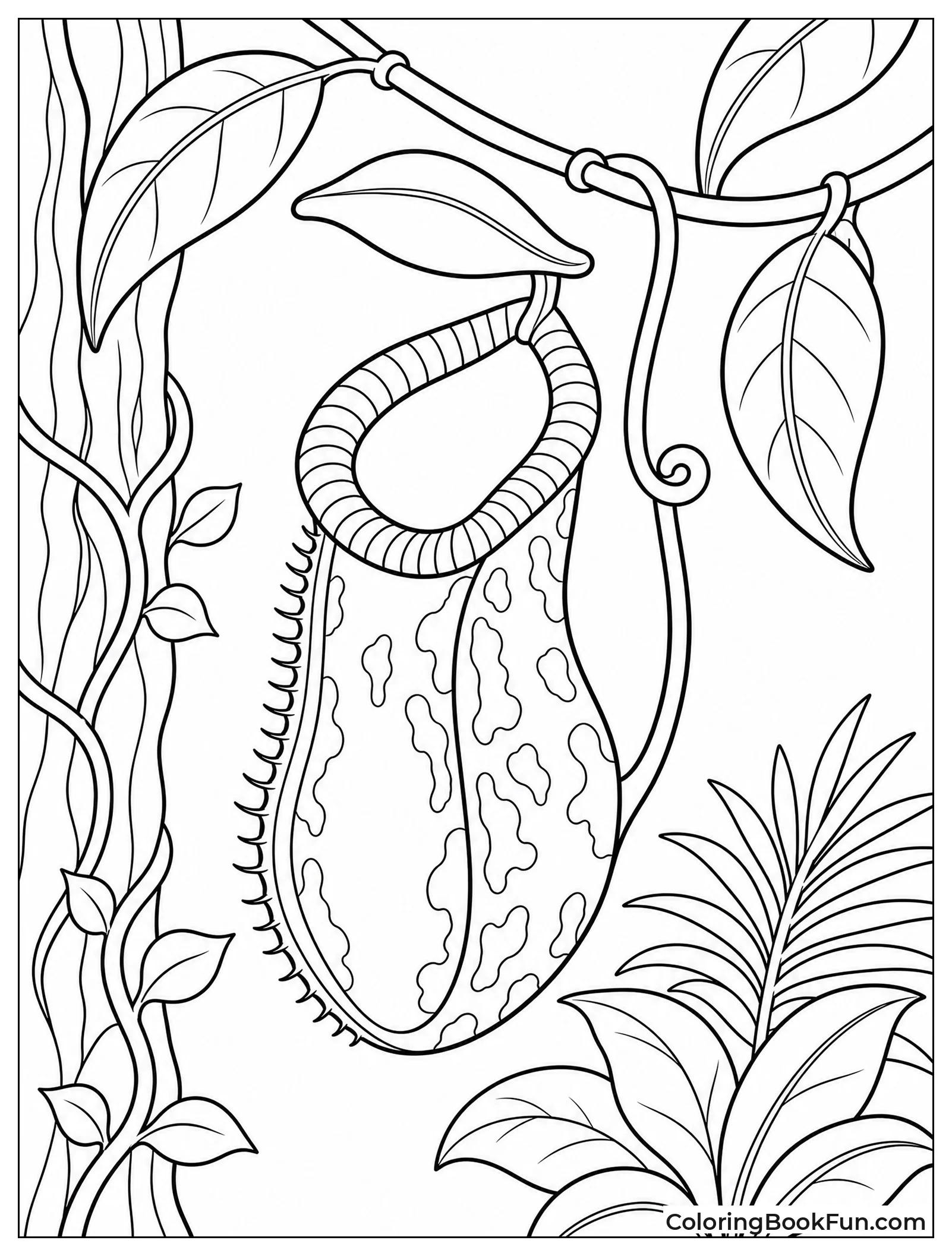 Pitcher Plant Hanging from Vine