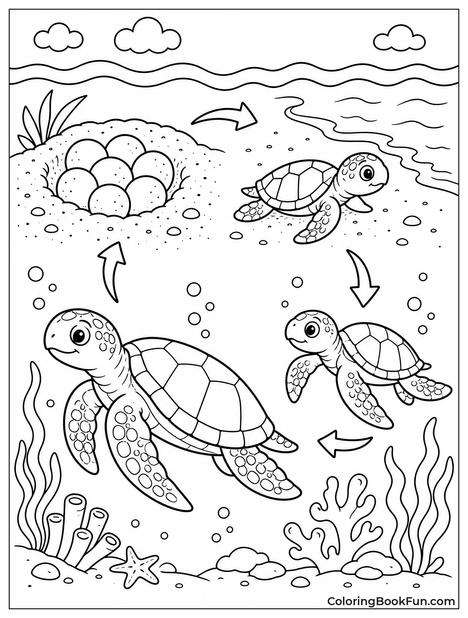 Sea Turtle Life Cycle Stages