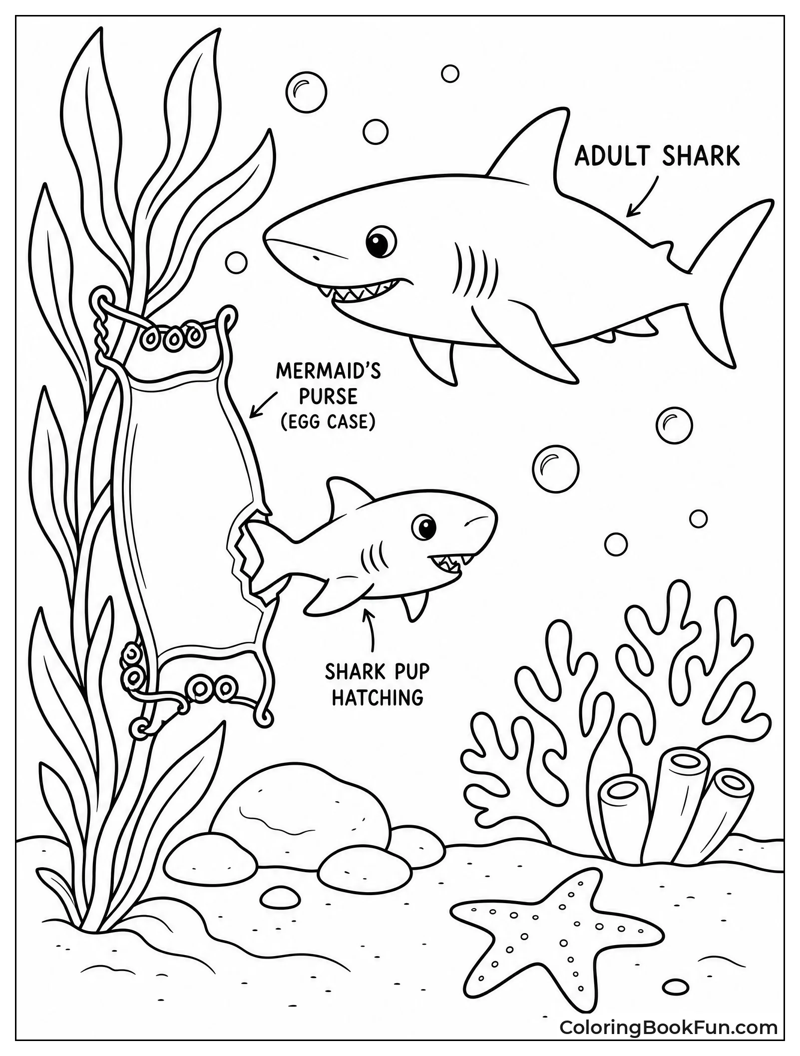 Shark Egg Case And Growth