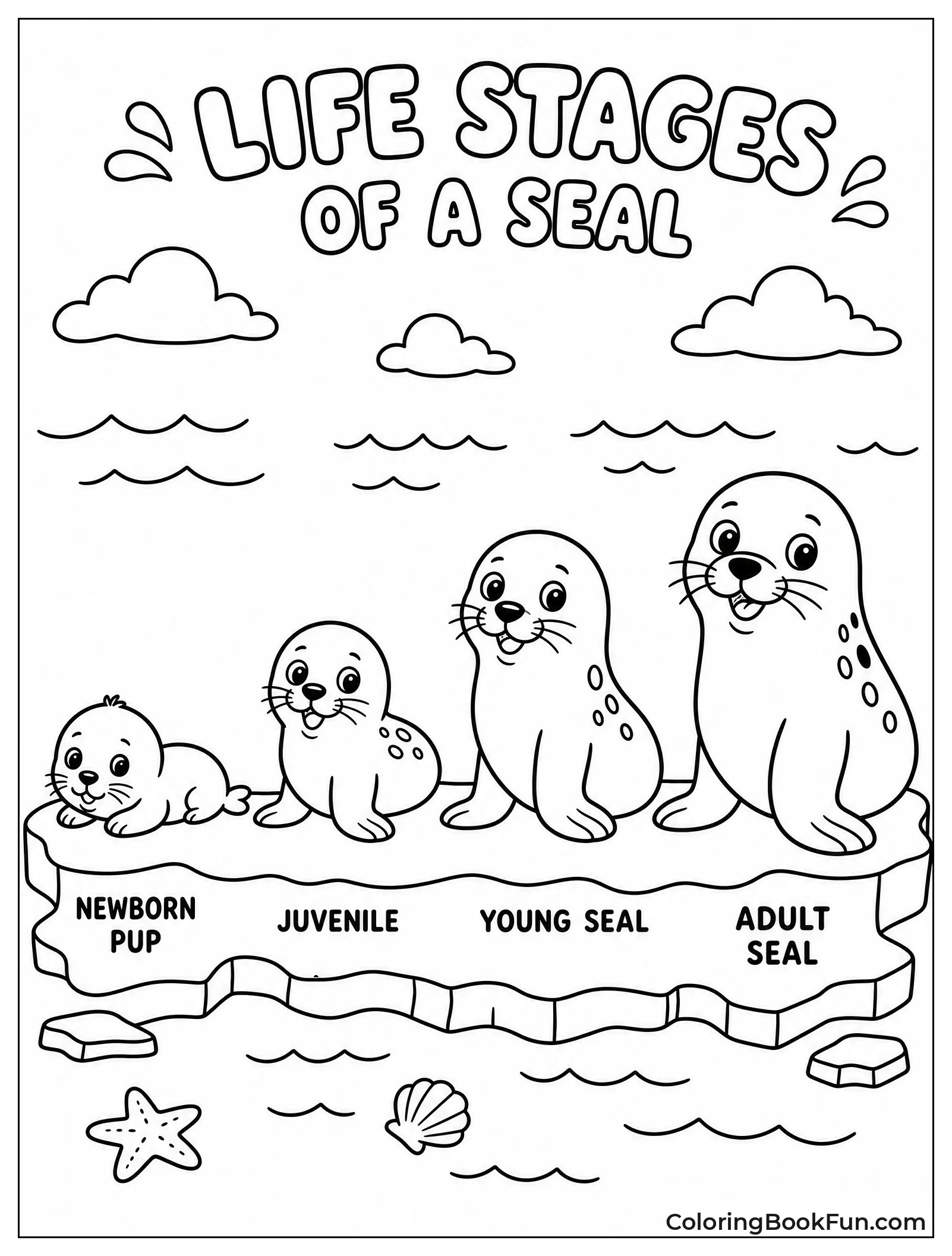 Four Stages of Seal Growth