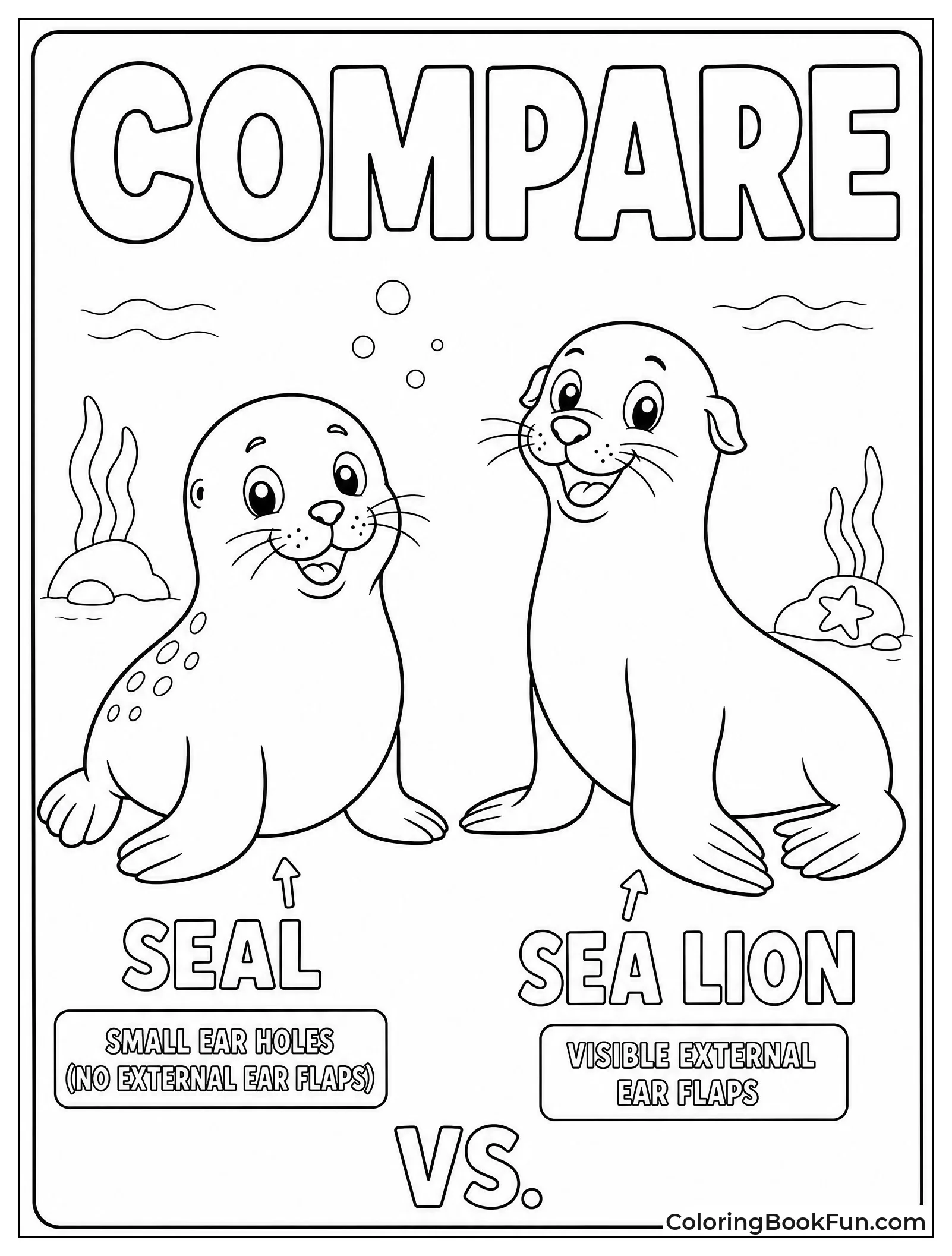 Seal Next to Sea Lion