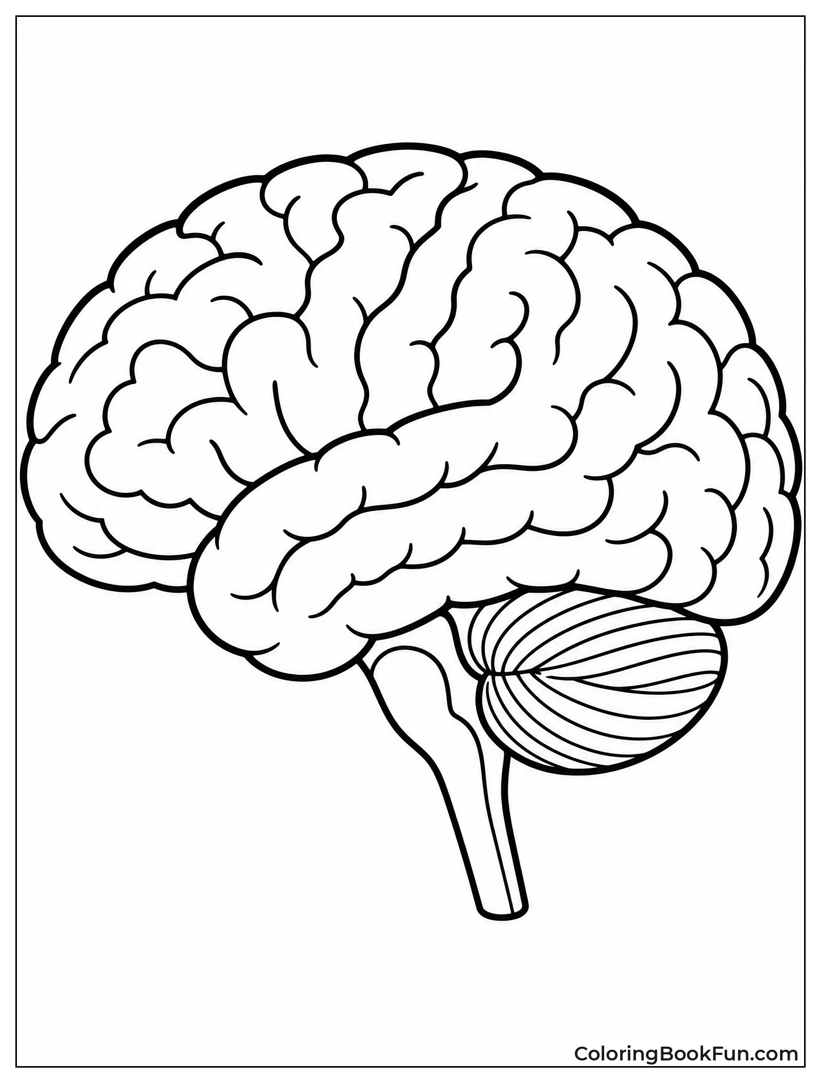 Simple Brain Outline for Kids
