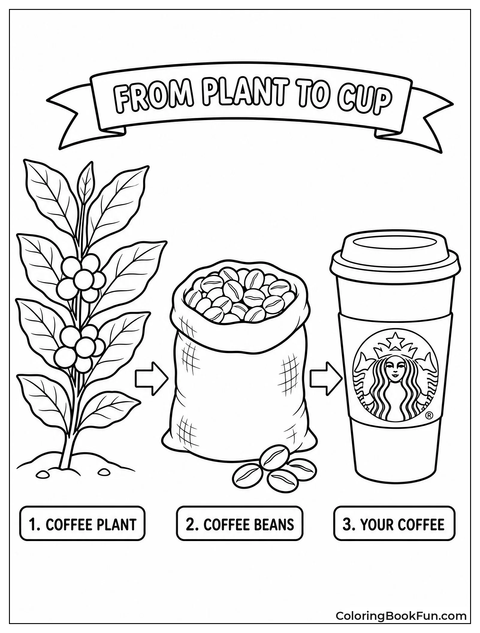 Journey from Bean to Cup