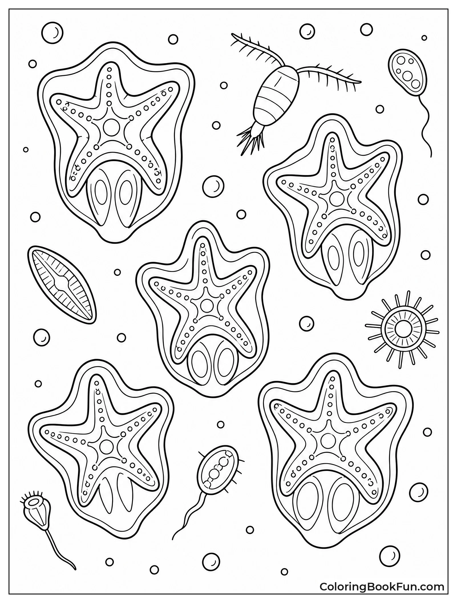 Microscopic Starfish Larvae in Plankton