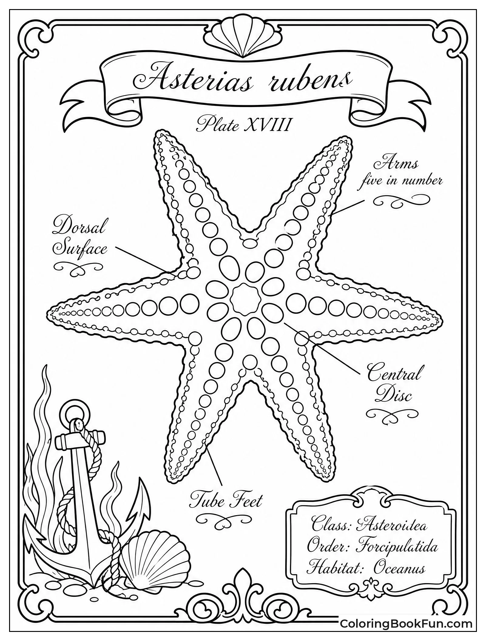 Vintage Starfish Scientific Drawing