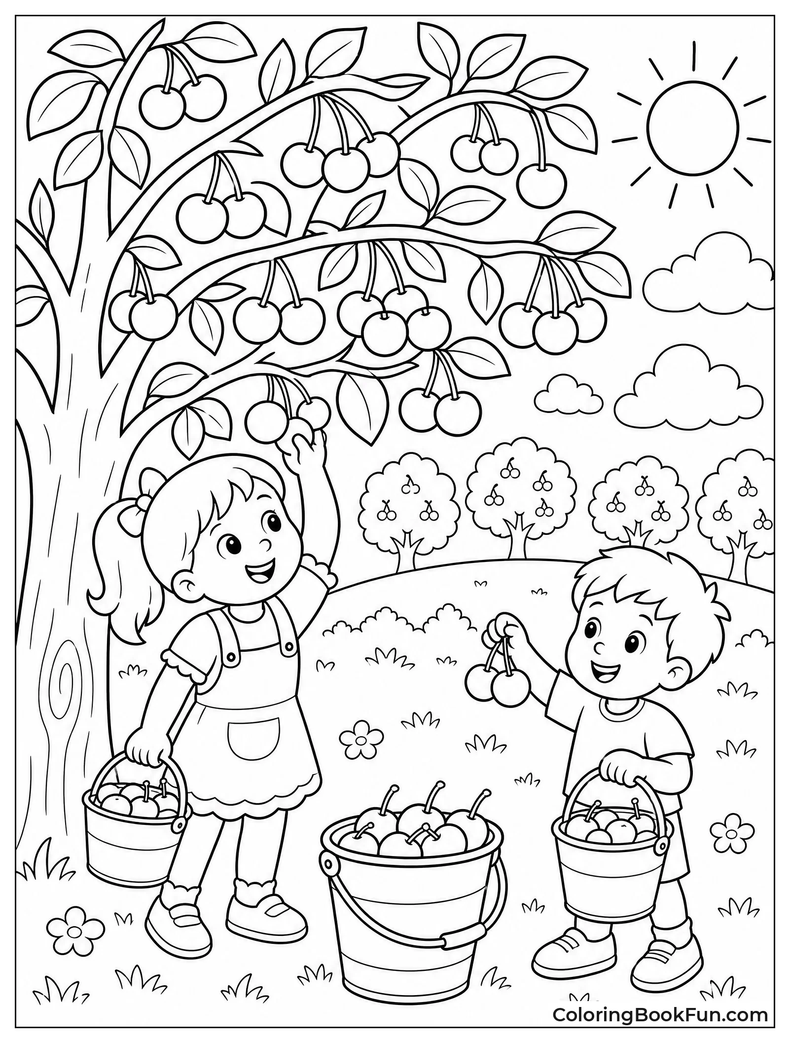 Picking Cherries in Sunny Orchard