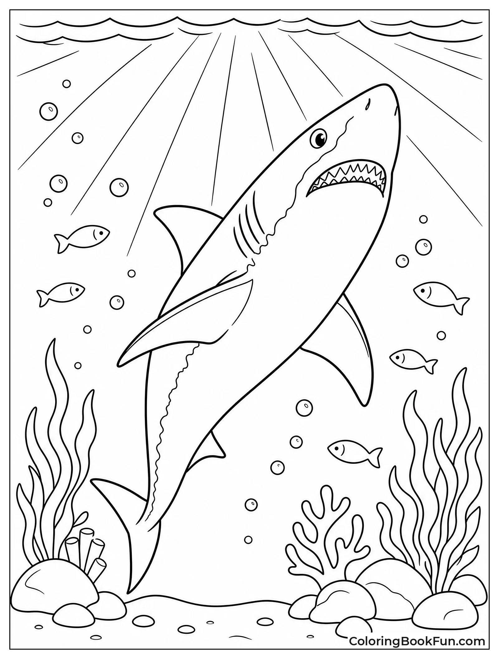 Great White Shark Rises Upward