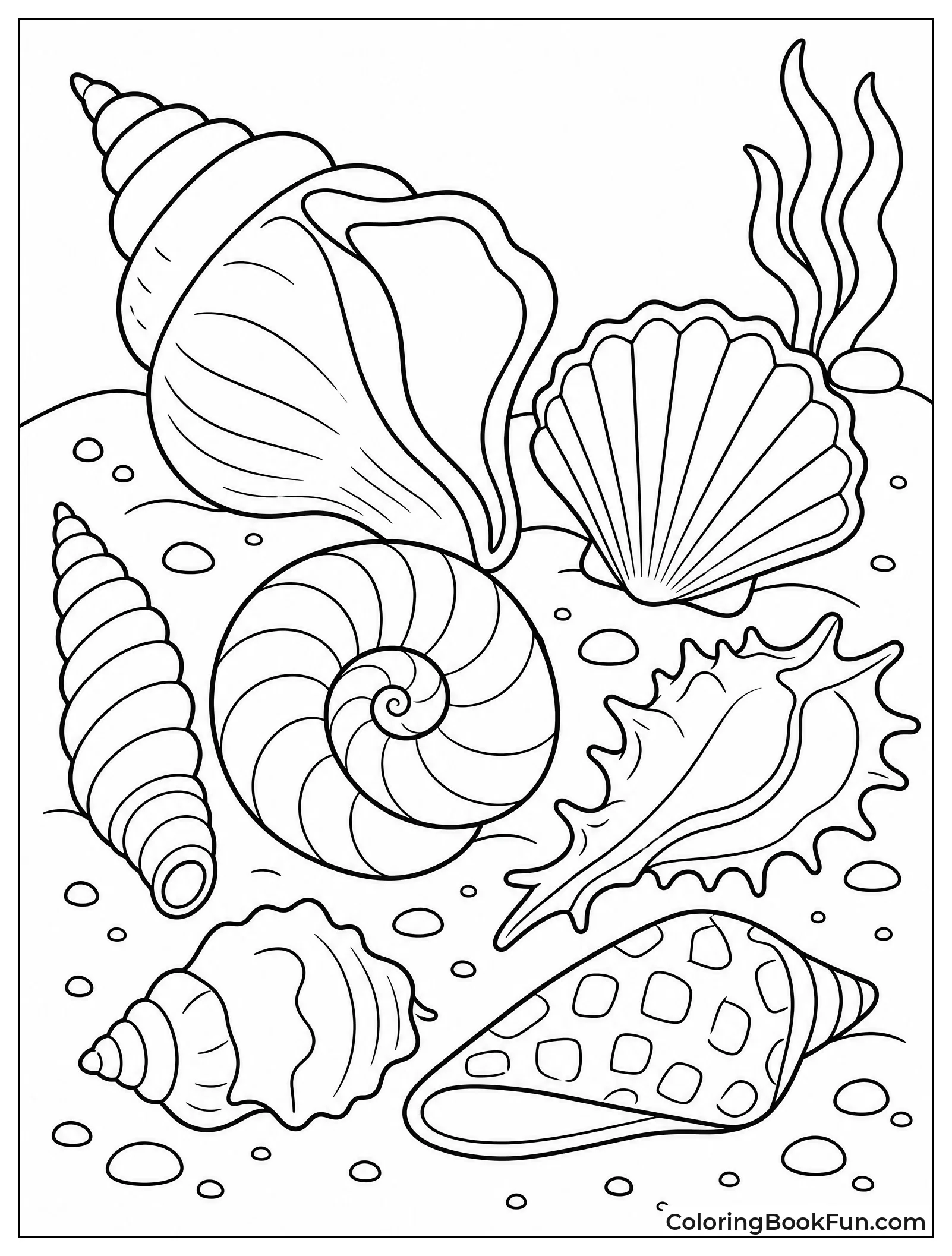 Seashells Lie on Sand