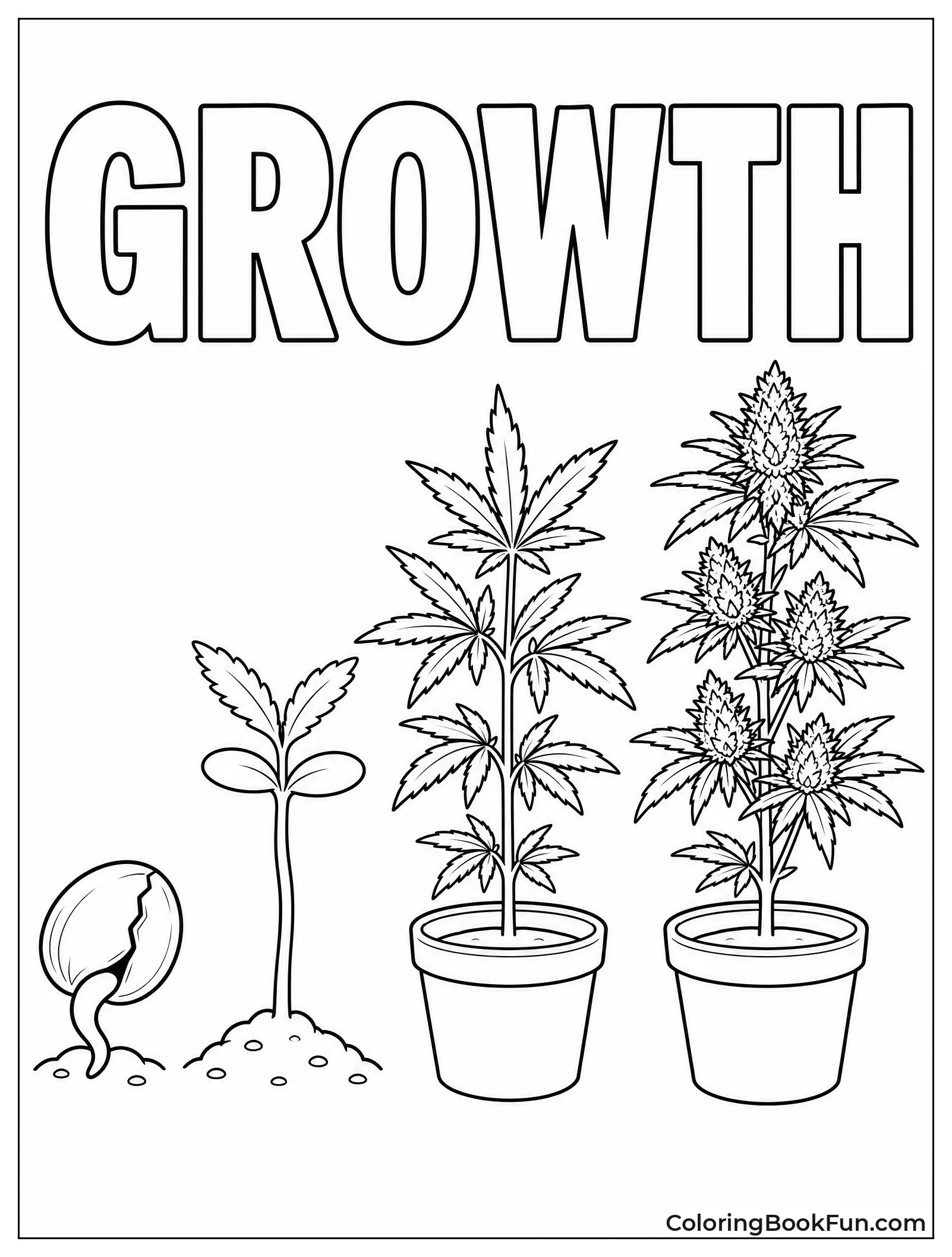 Stages of Cannabis Plant Growth