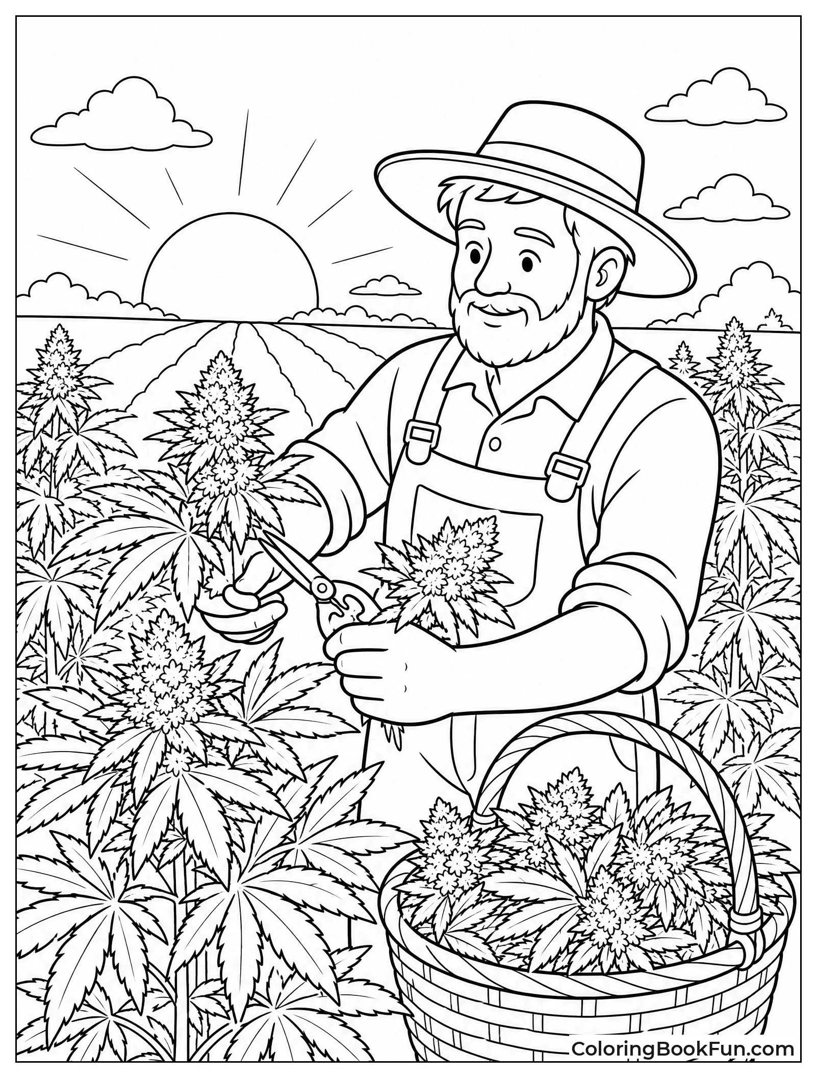 Harvesting Buds During Golden Hour