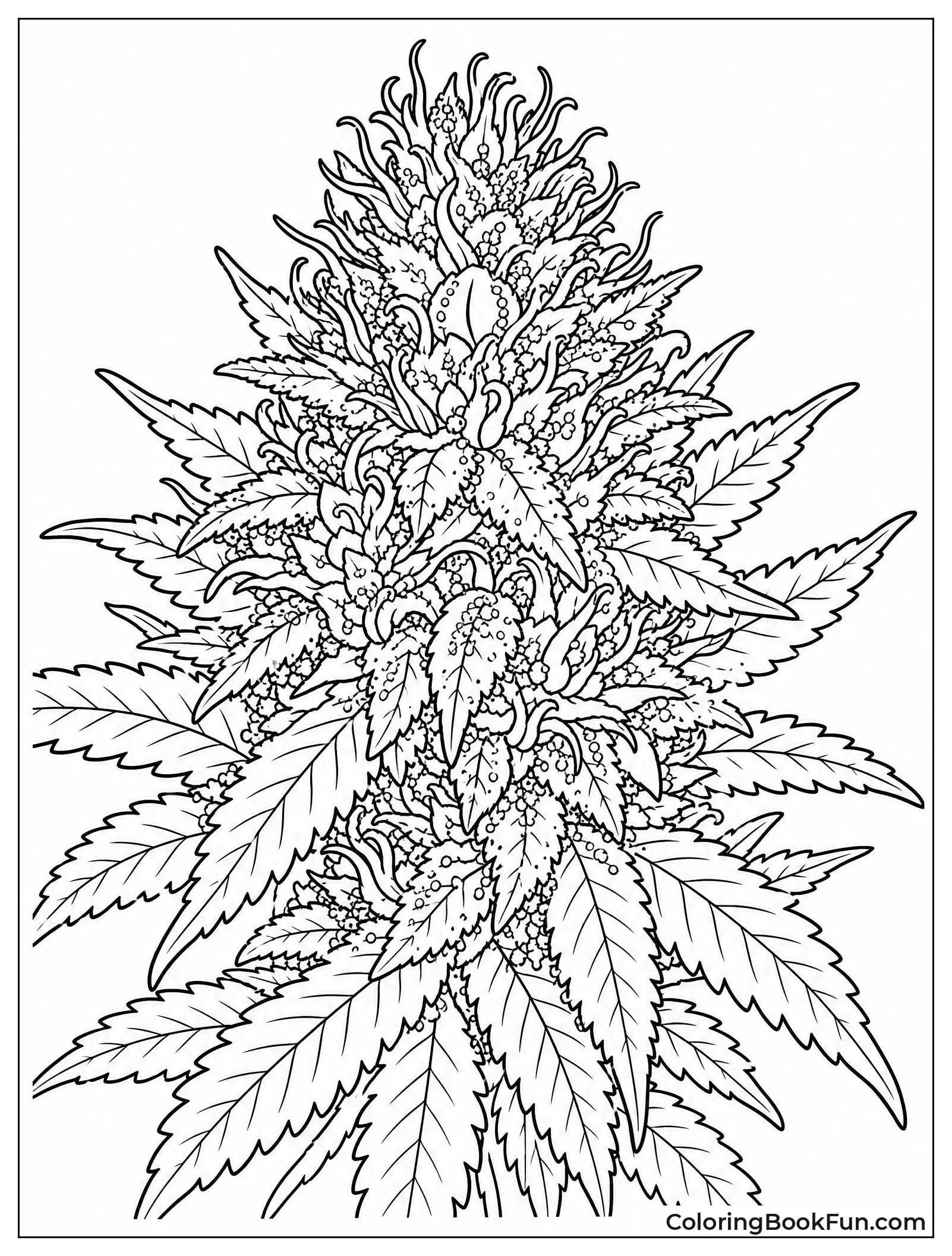 Close Up of Resinous Bud