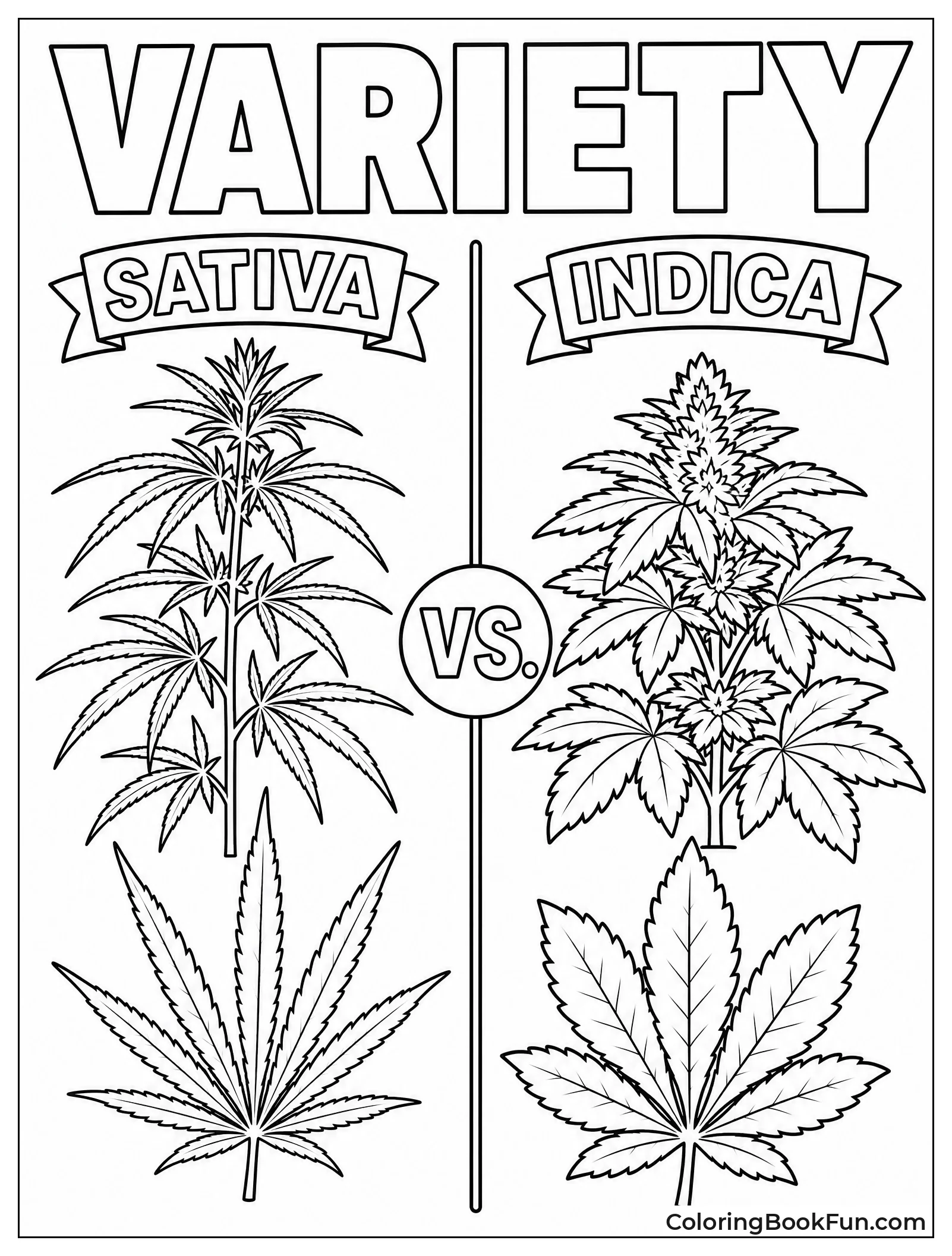 Sativa Leaves Next to Indica
