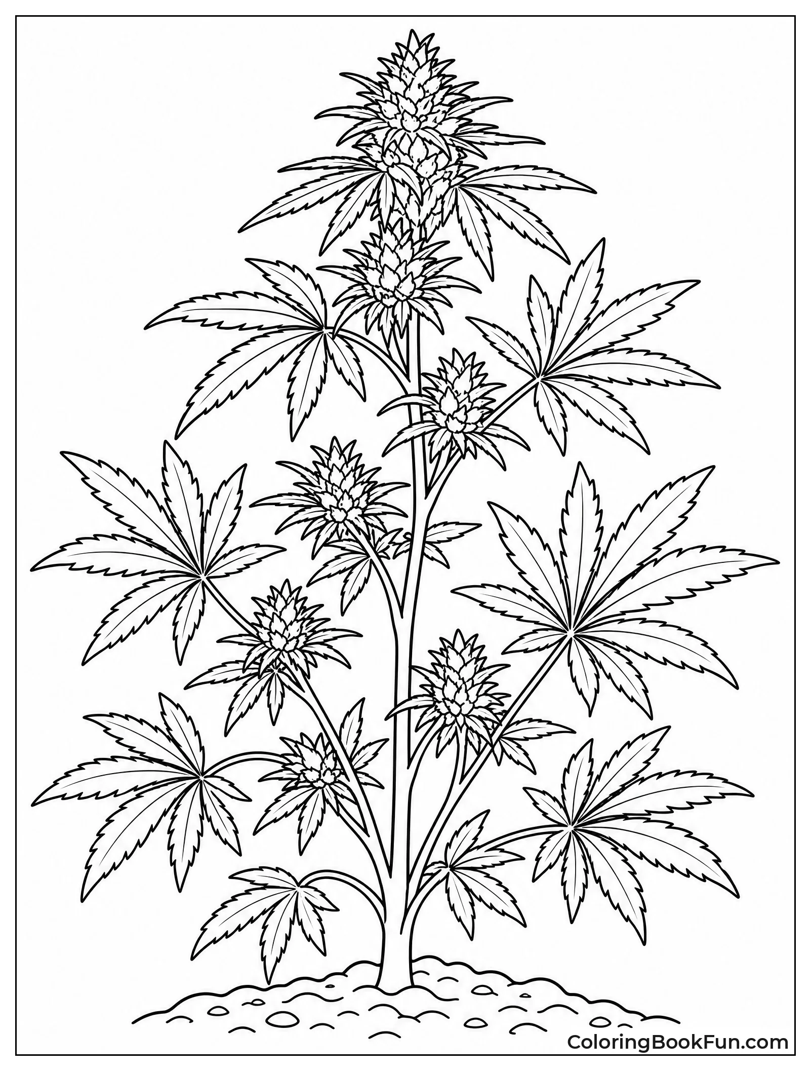 Tall Sativa Plant in Soil
