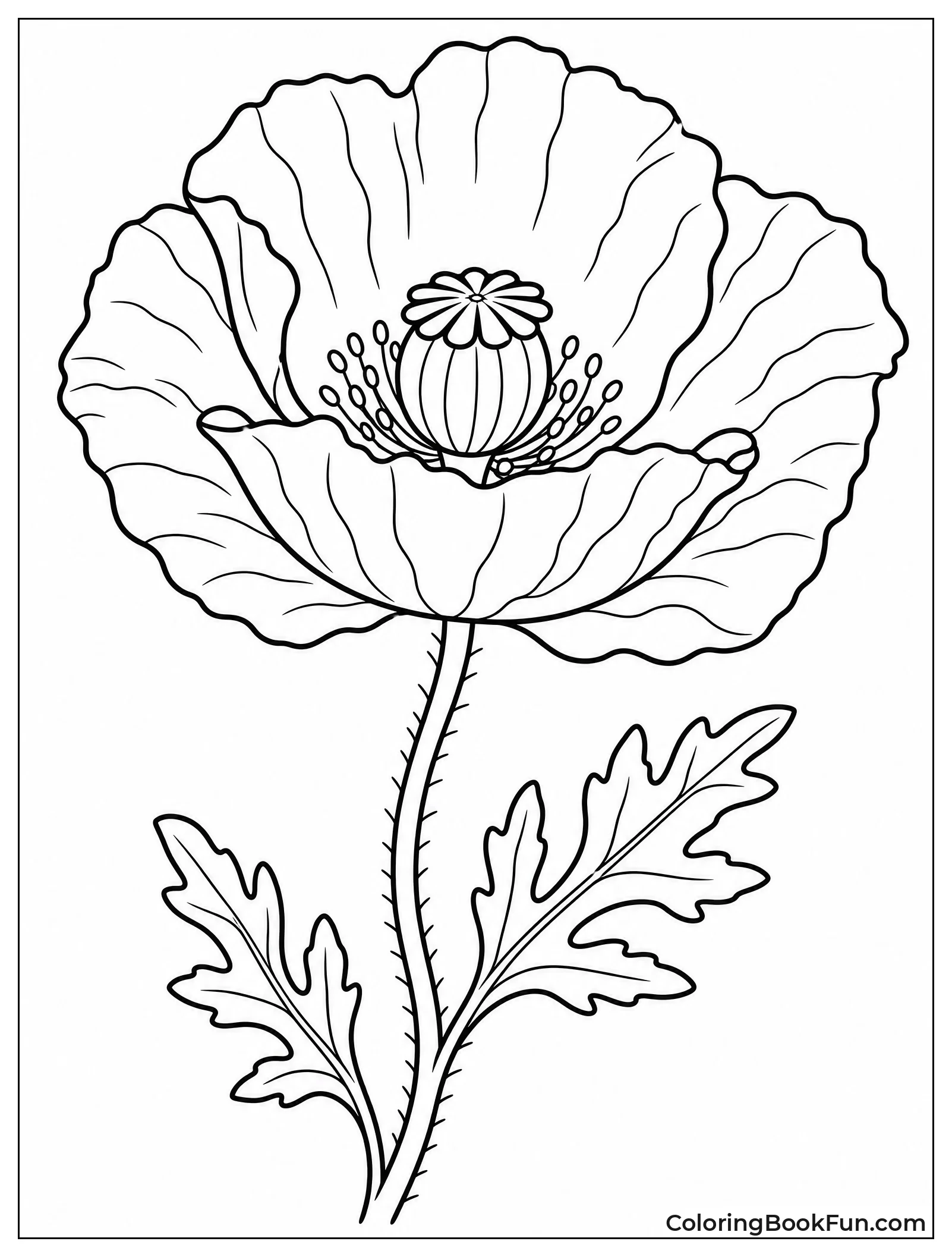 Detailed Field Poppy Flower