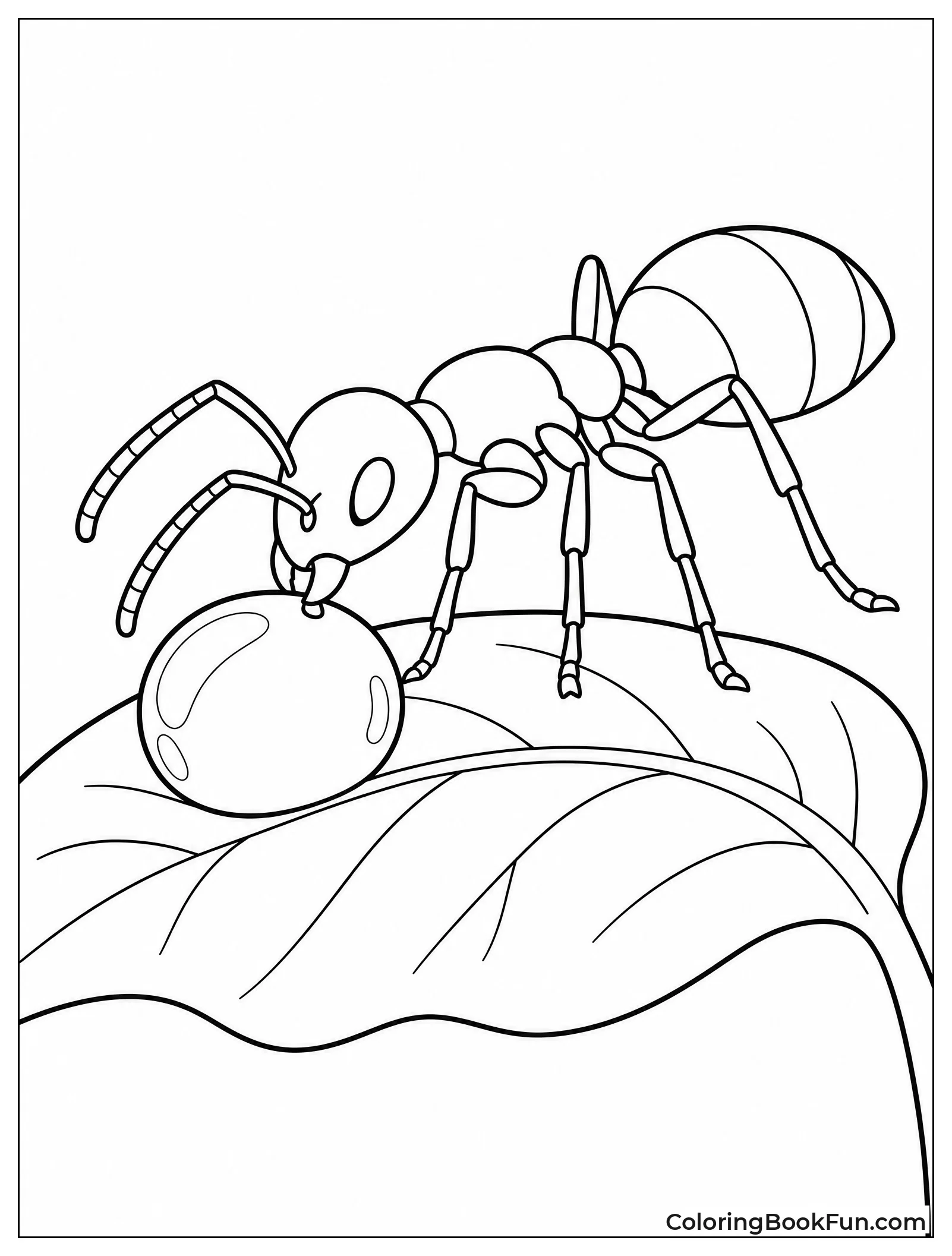 Ant Drinks Morning Dew
