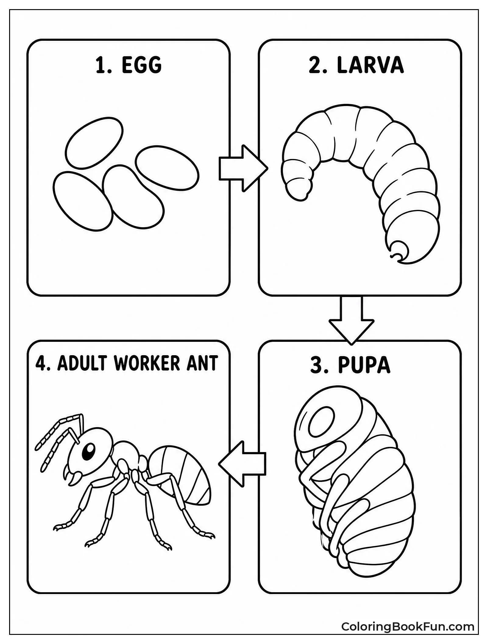 Four Stages of Ant Life