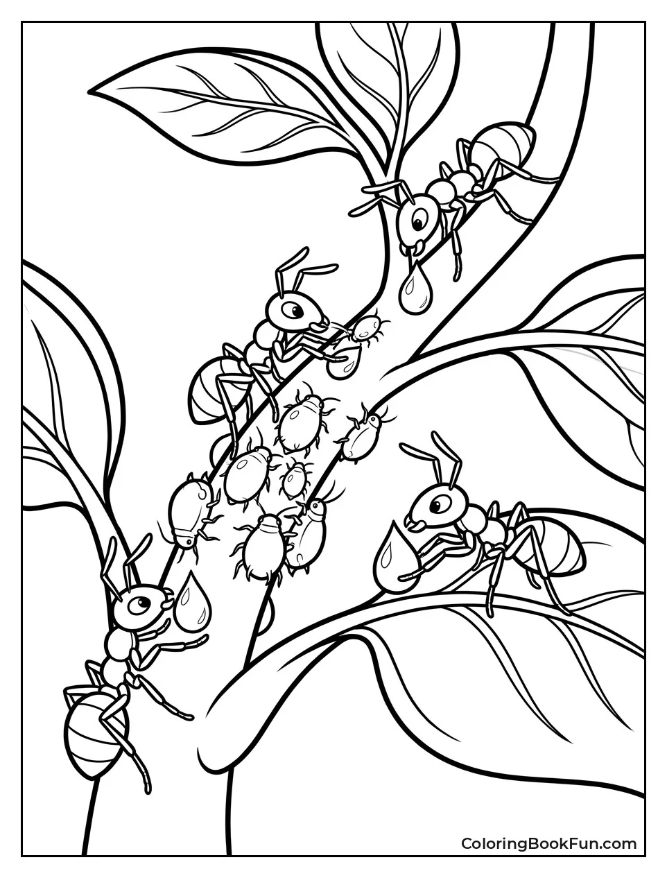 Ants Tending Their Aphids