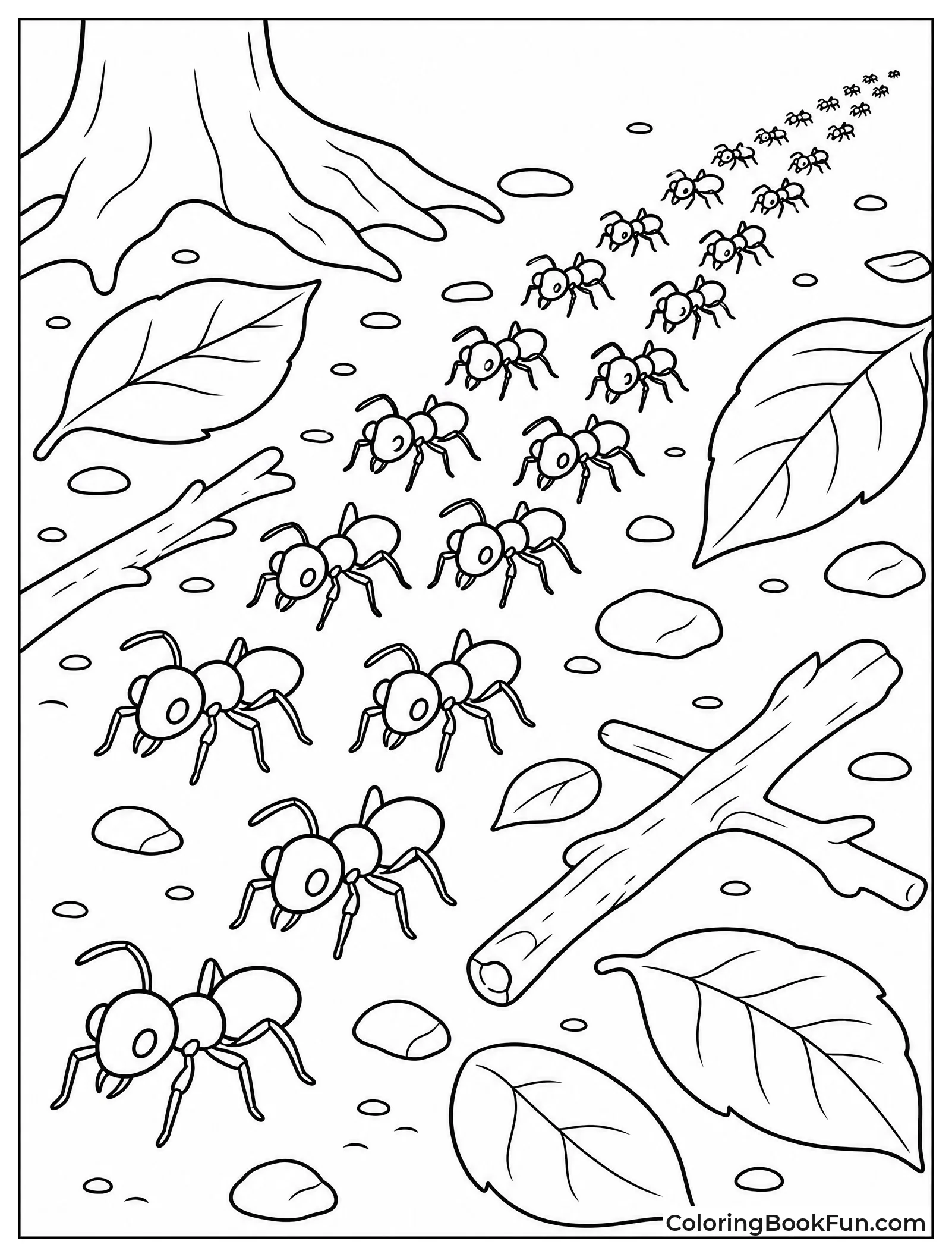Army Ants March Across Ground