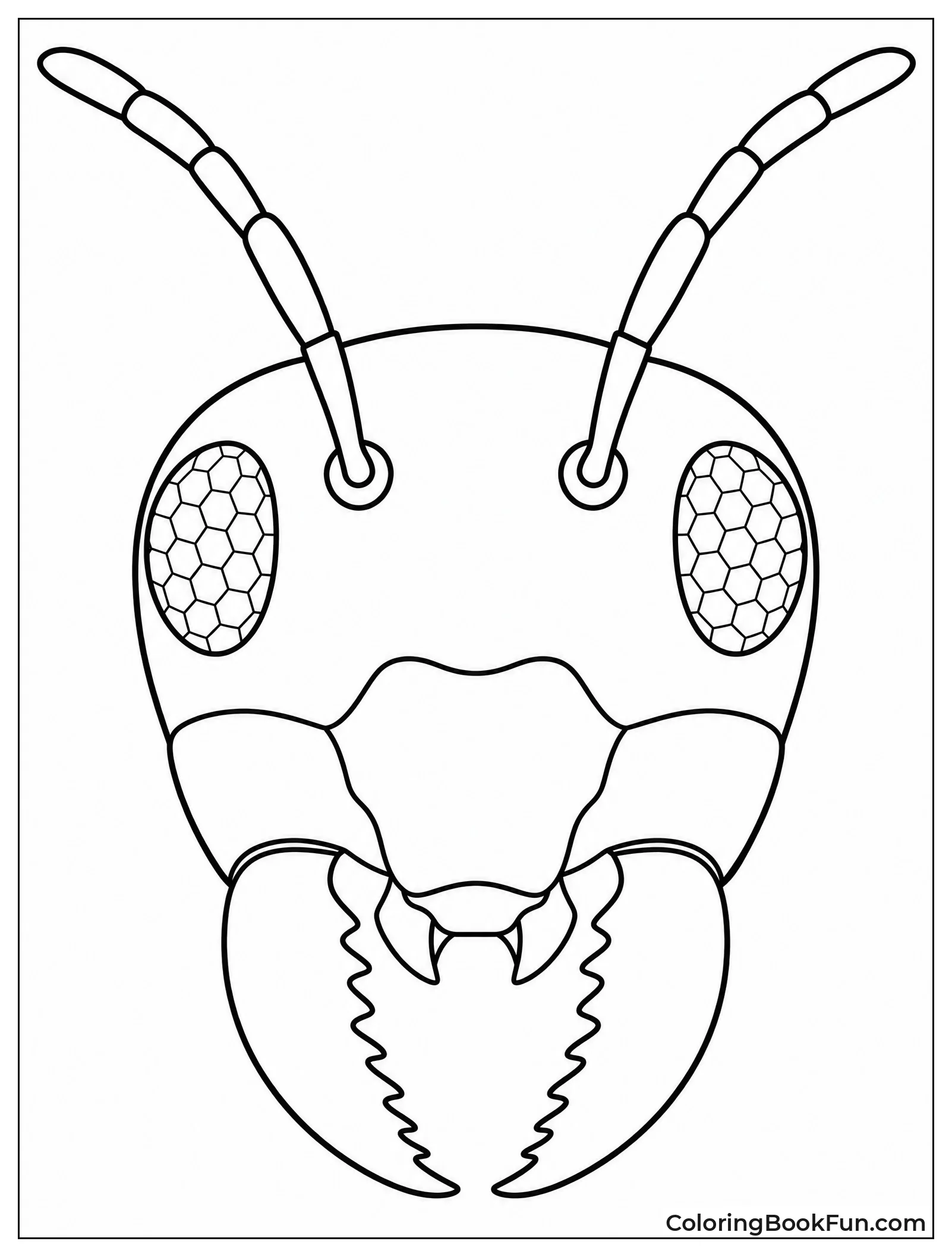 Close View of Ant Face