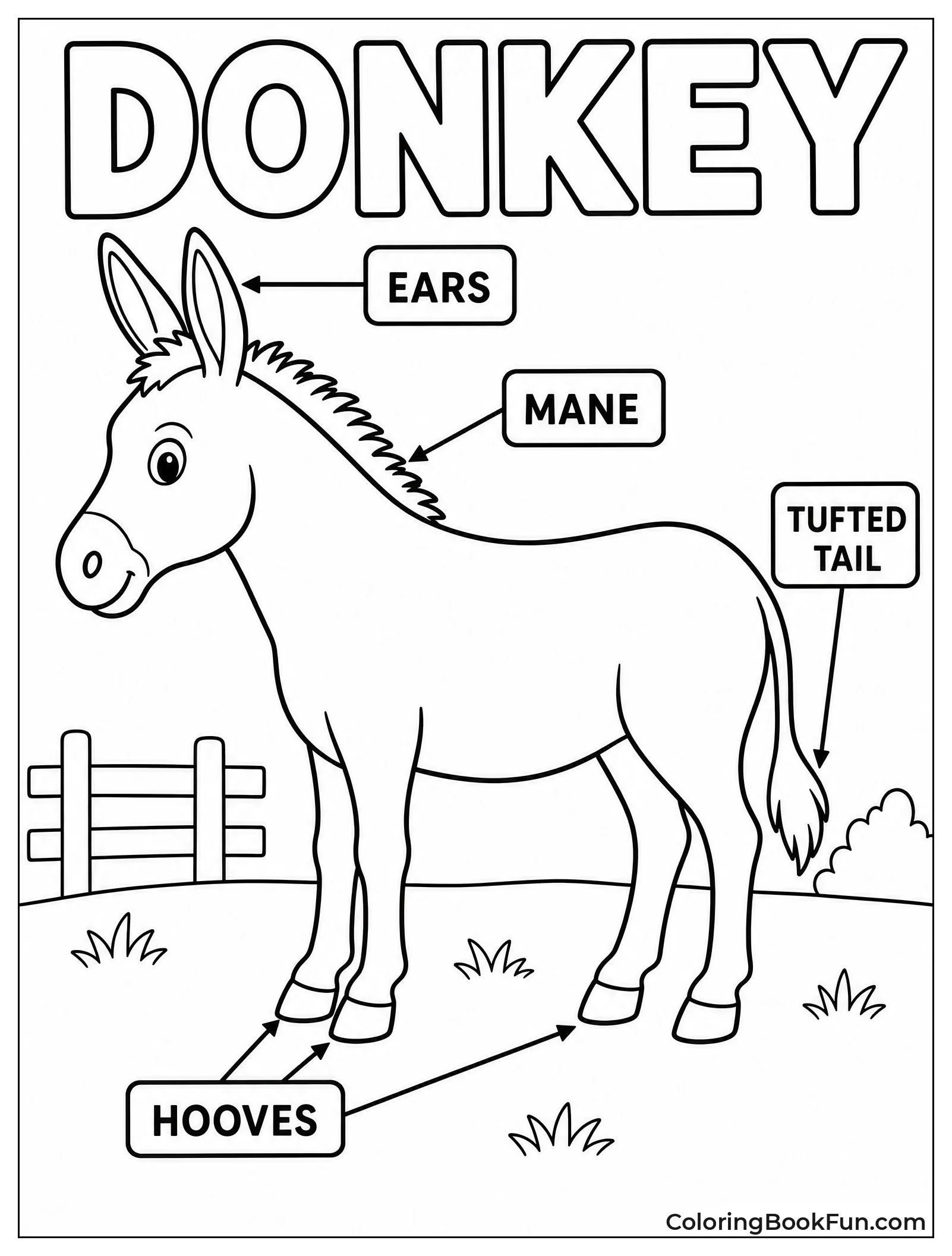 Donkey Anatomy Diagram