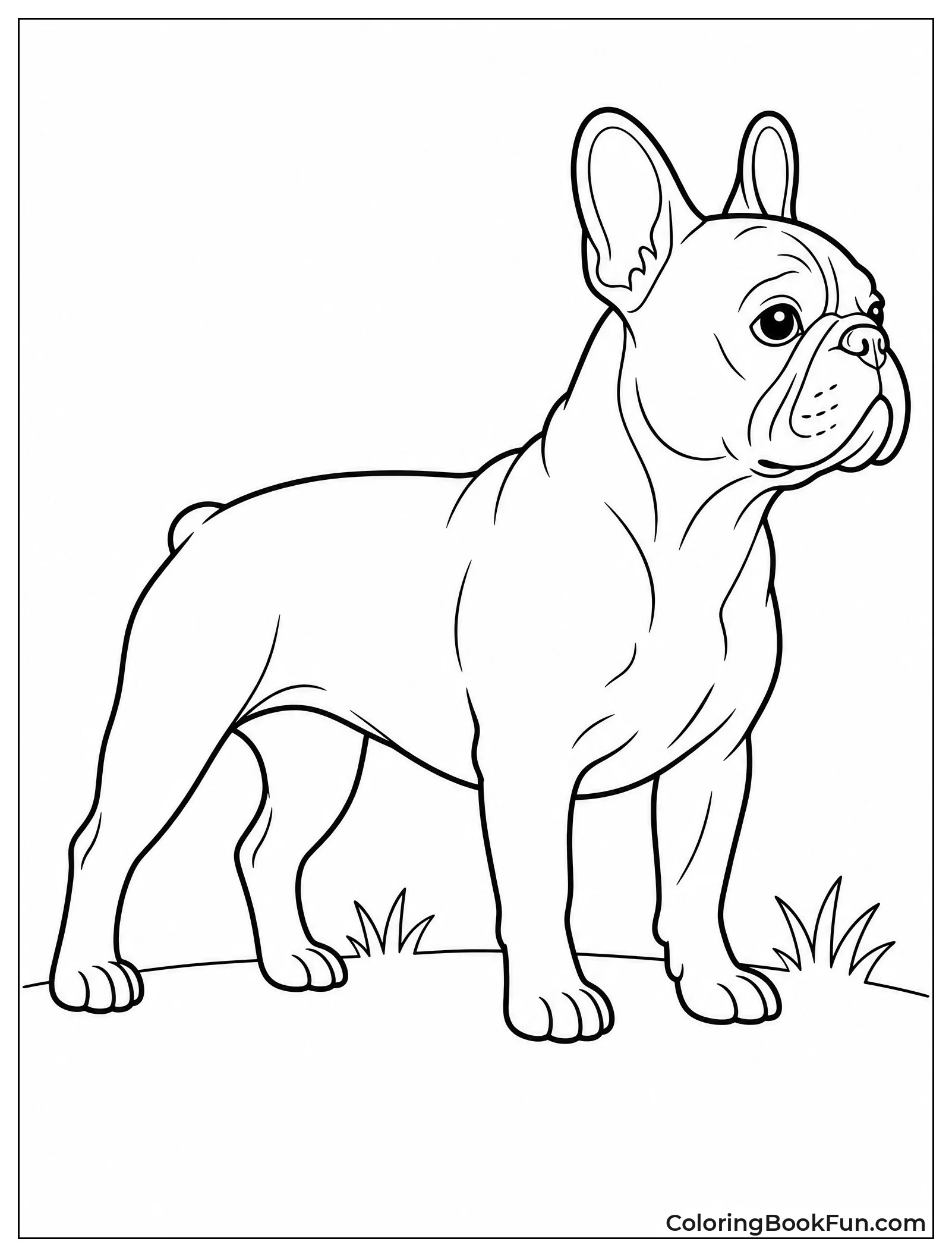 Muscular French Bulldog Stands Alert