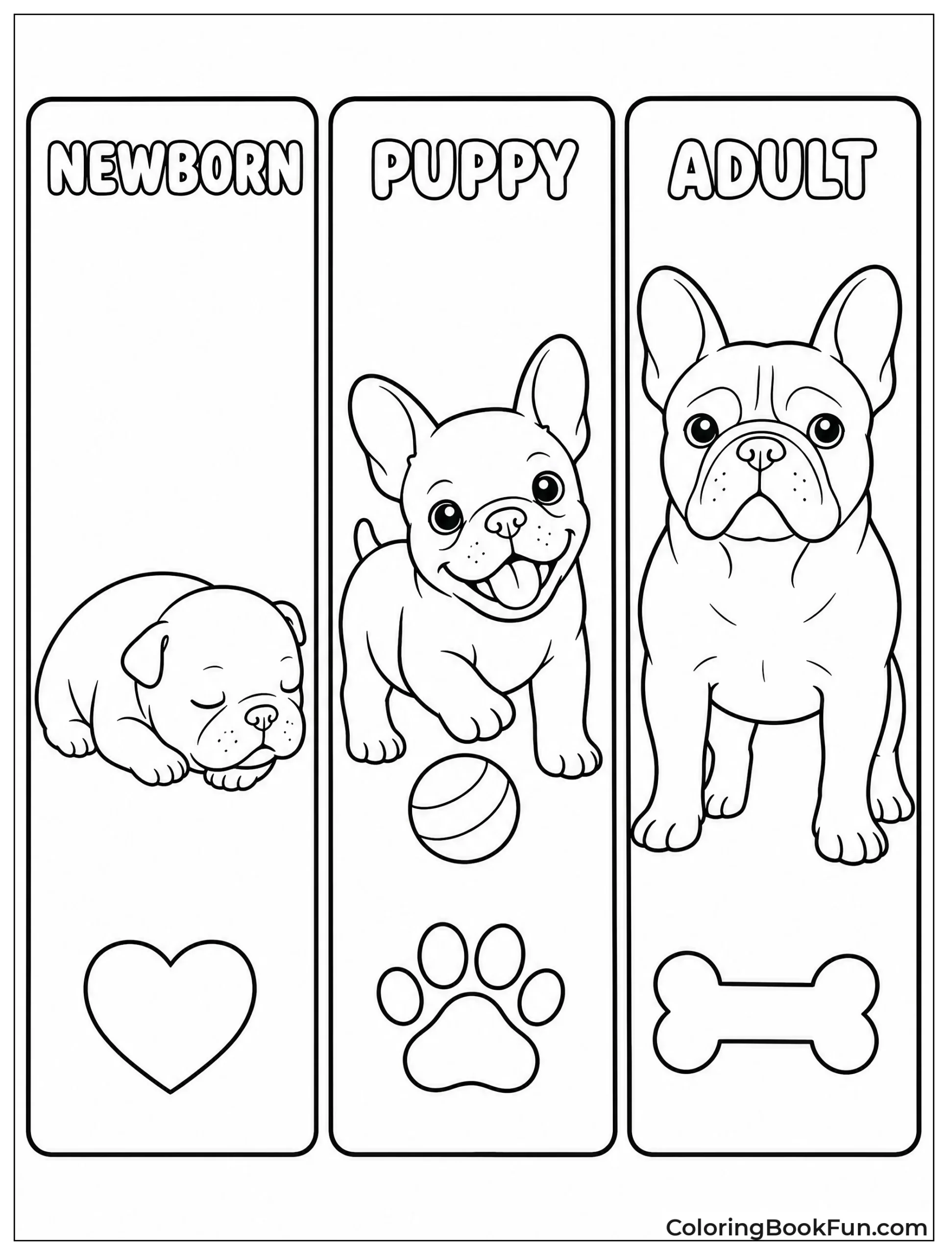 Frenchie Grows from Puppy to Adult