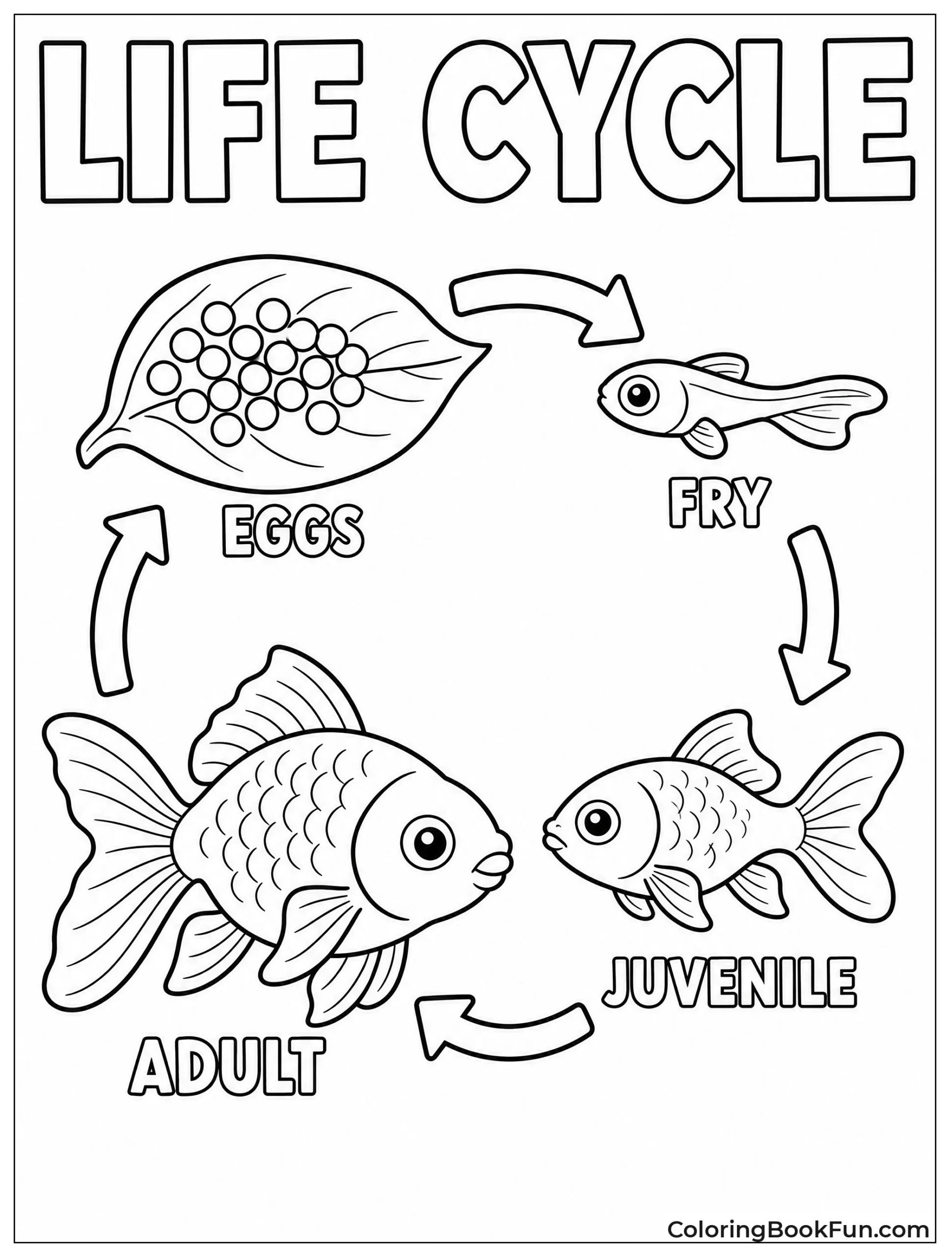 Goldfish Life Cycle Shows Growth