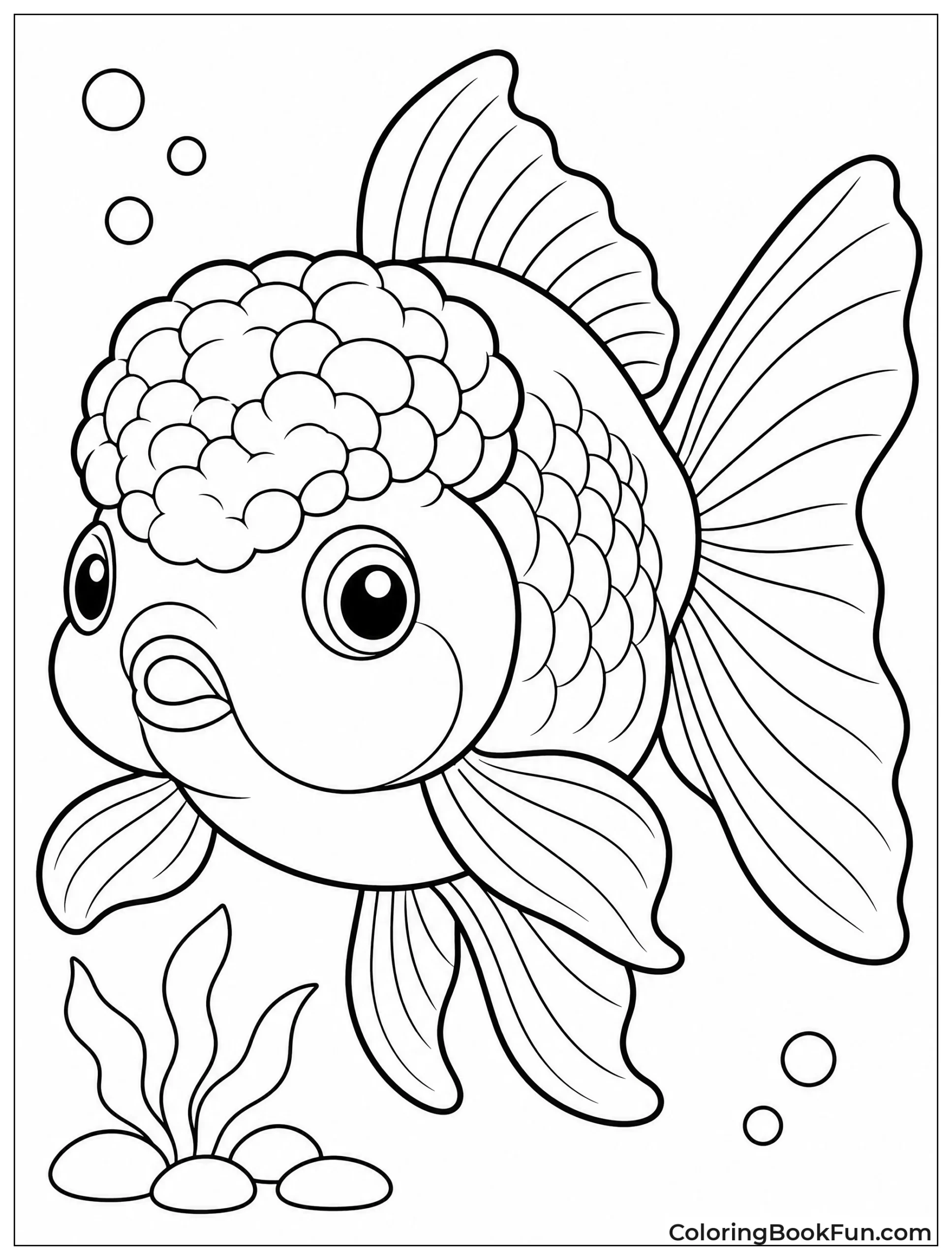 Oranda Goldfish Shows Its Wen