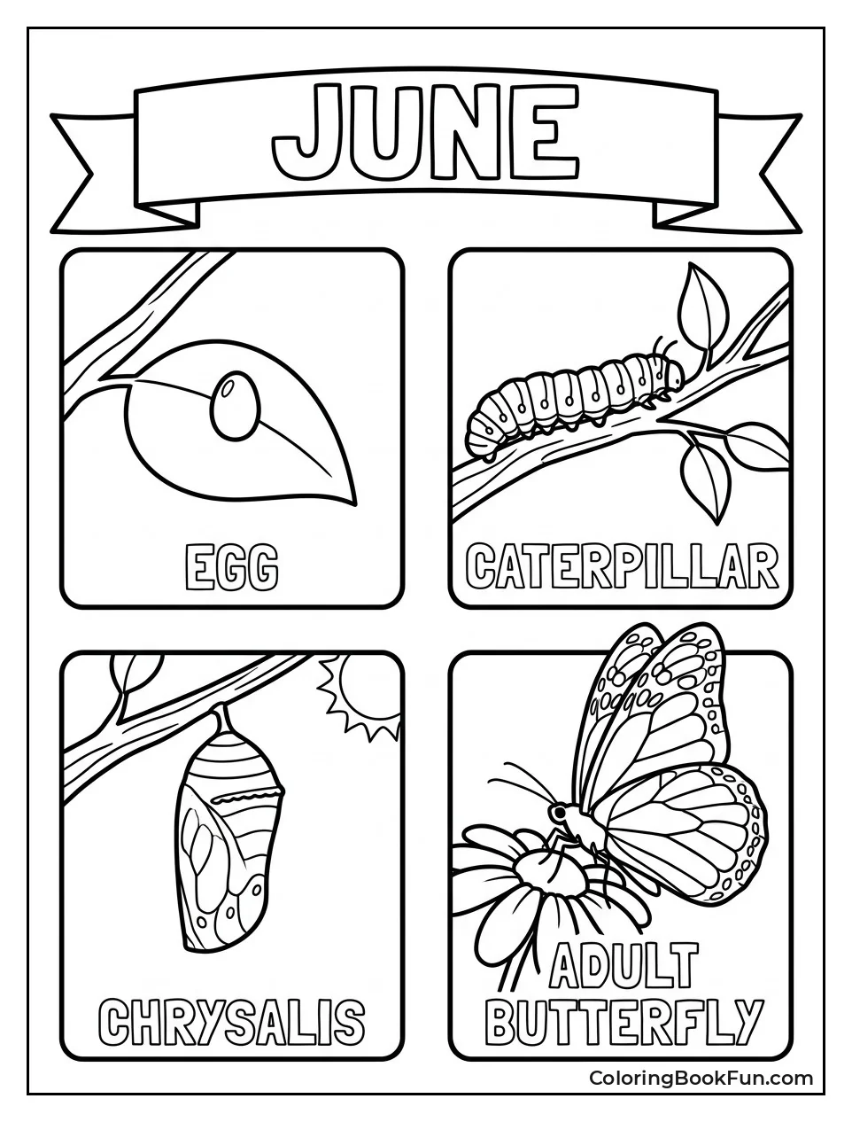 Butterfly Life Cycle Stages