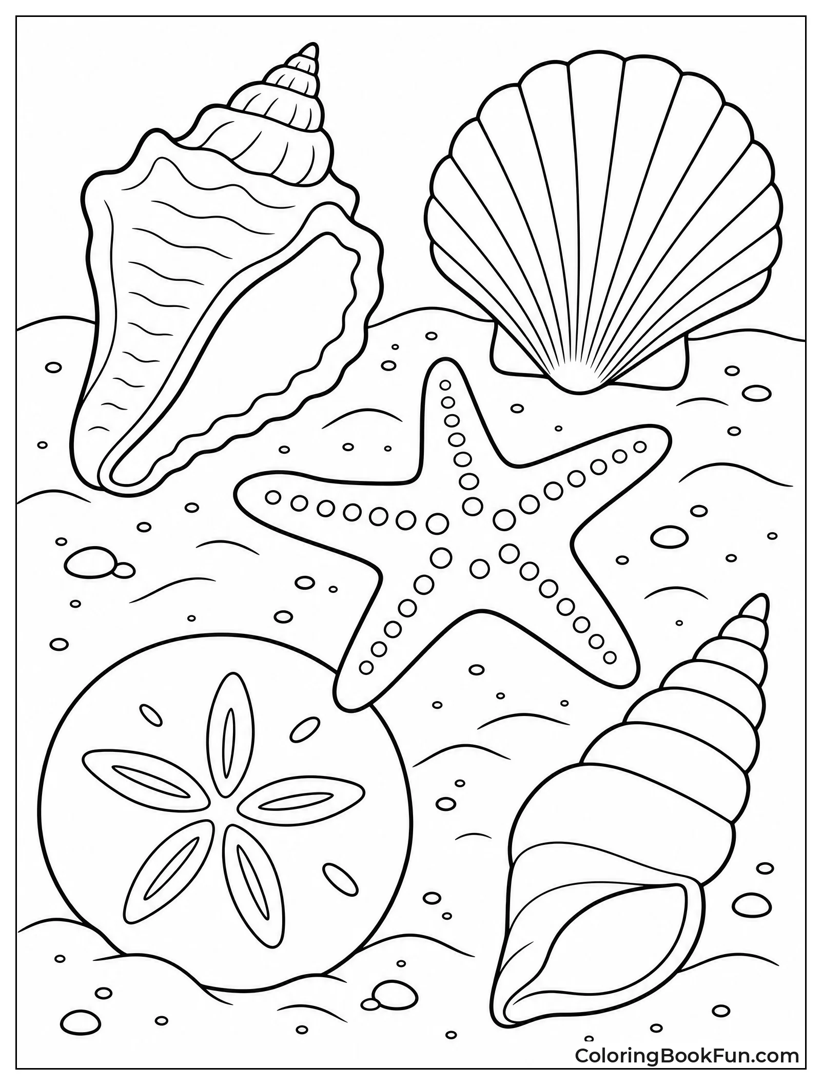 Collection of Seashells