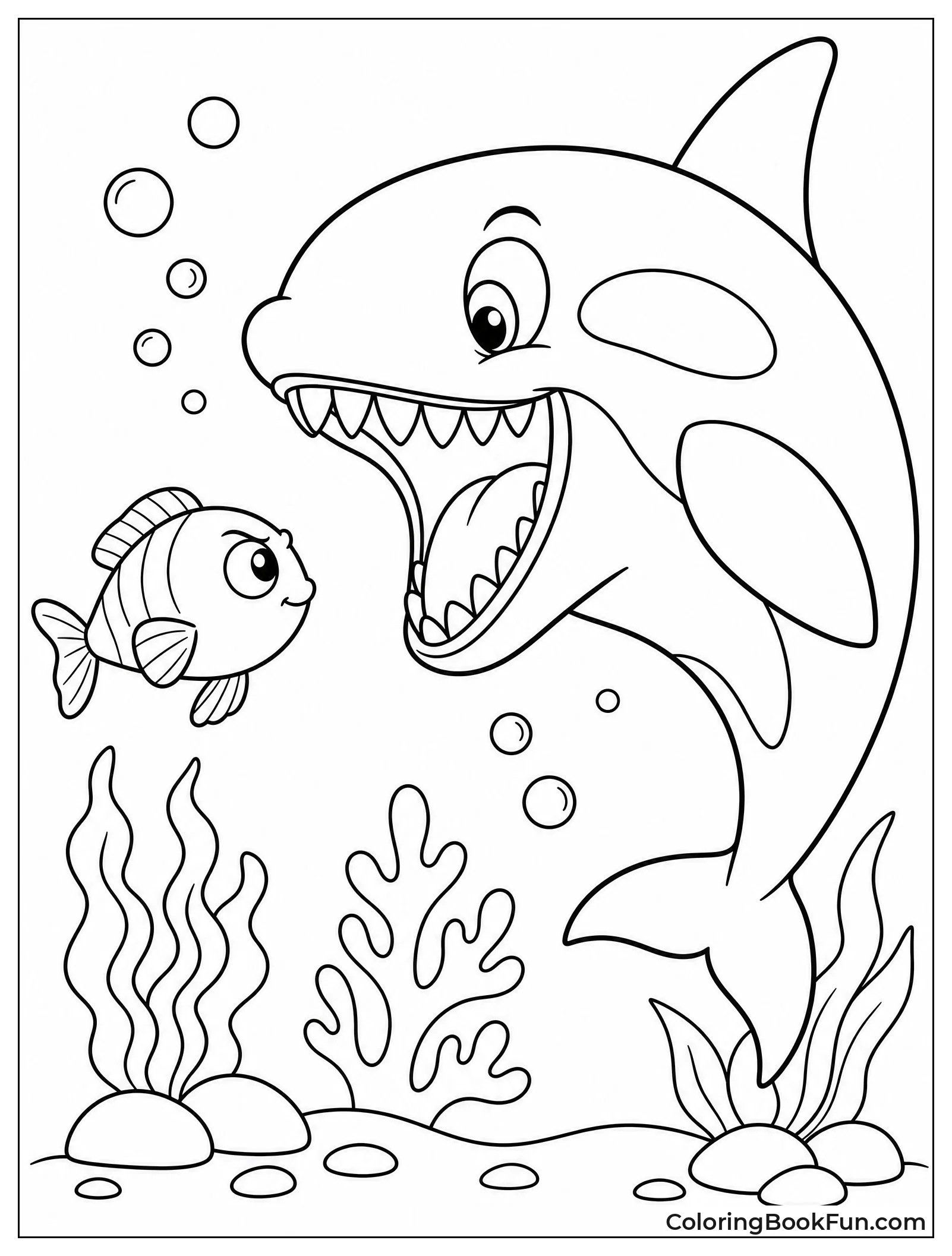 Orca Showing Teeth to Fish