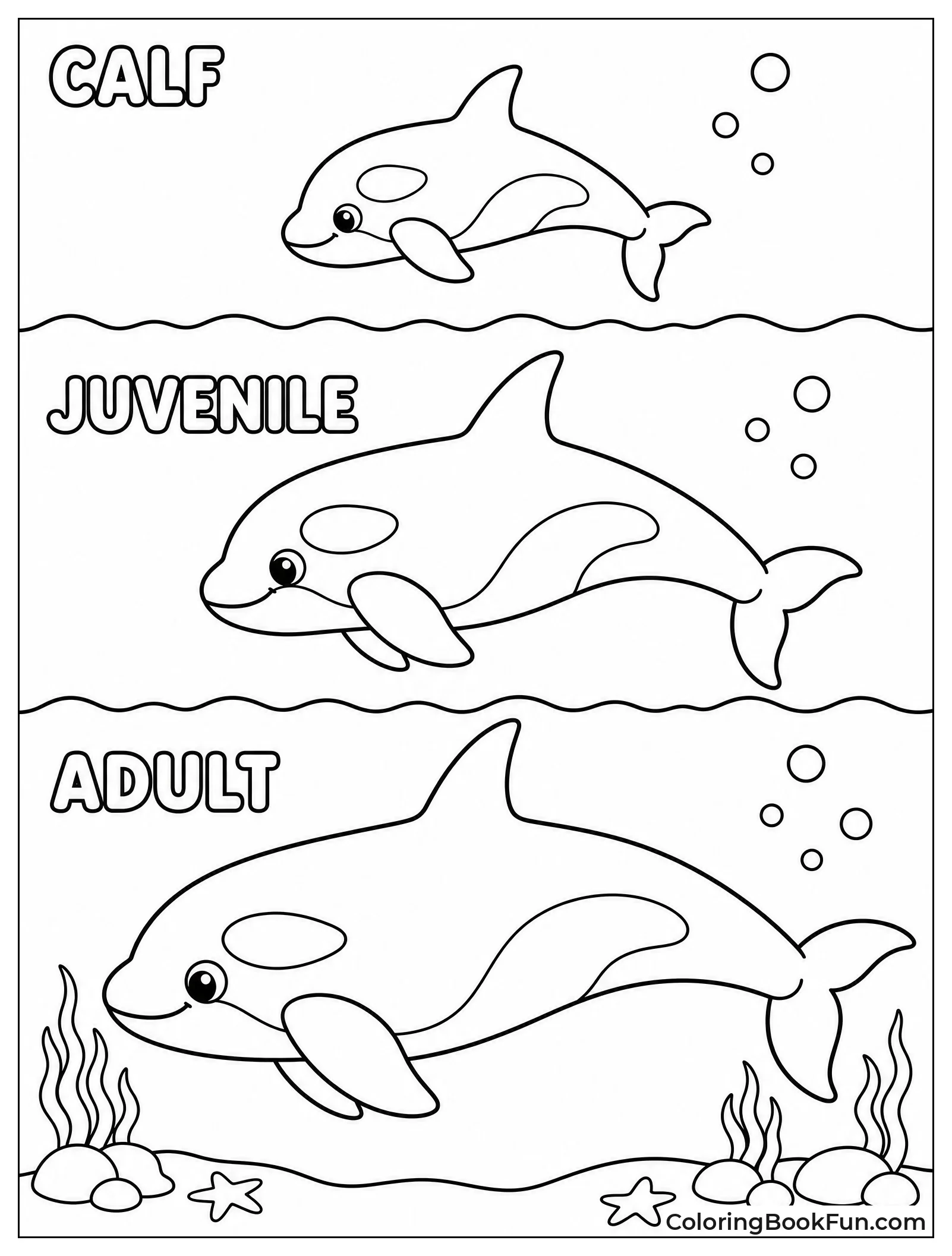 Orca Growing from Calf to Adult