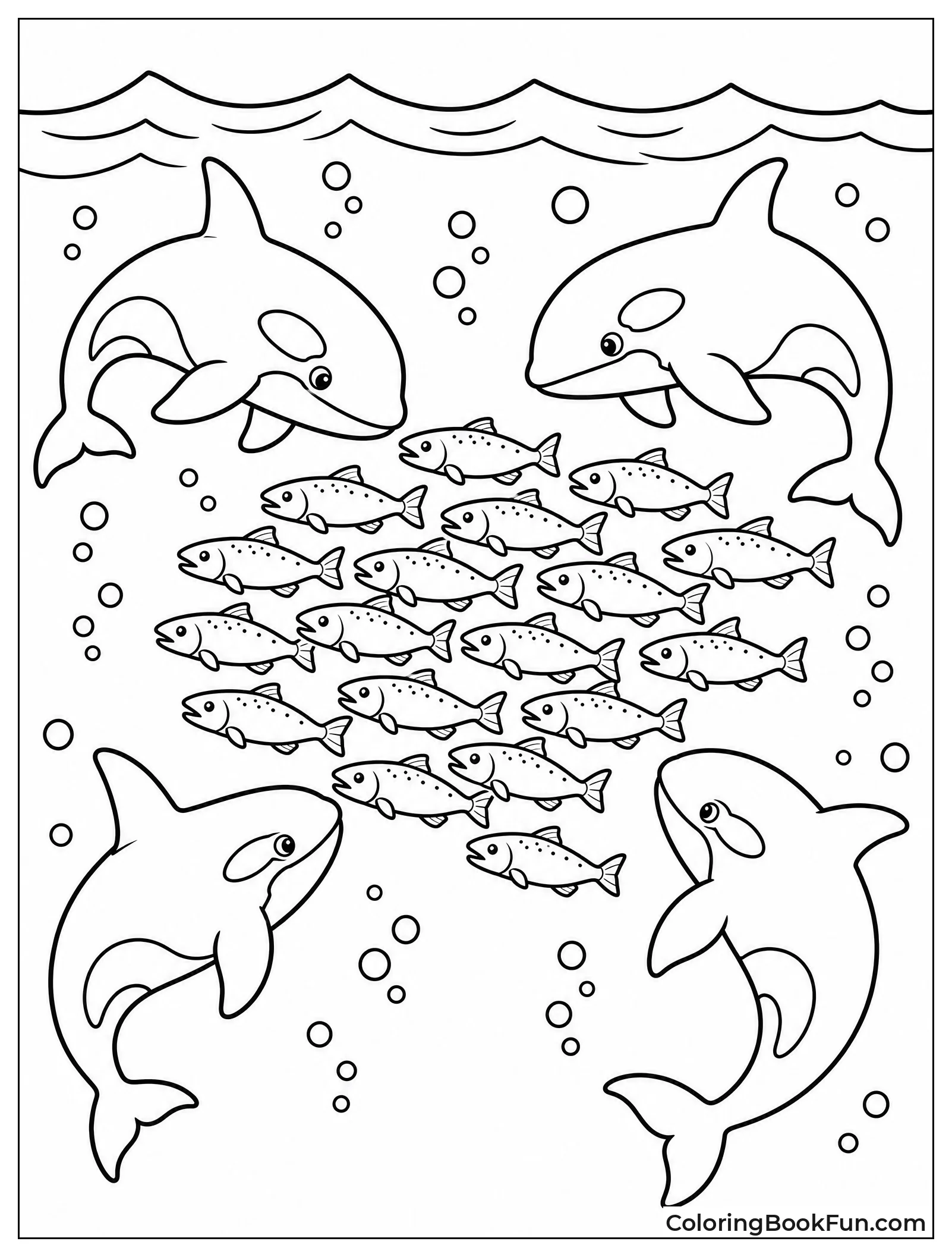 Orcas Herding Salmon Near Surface