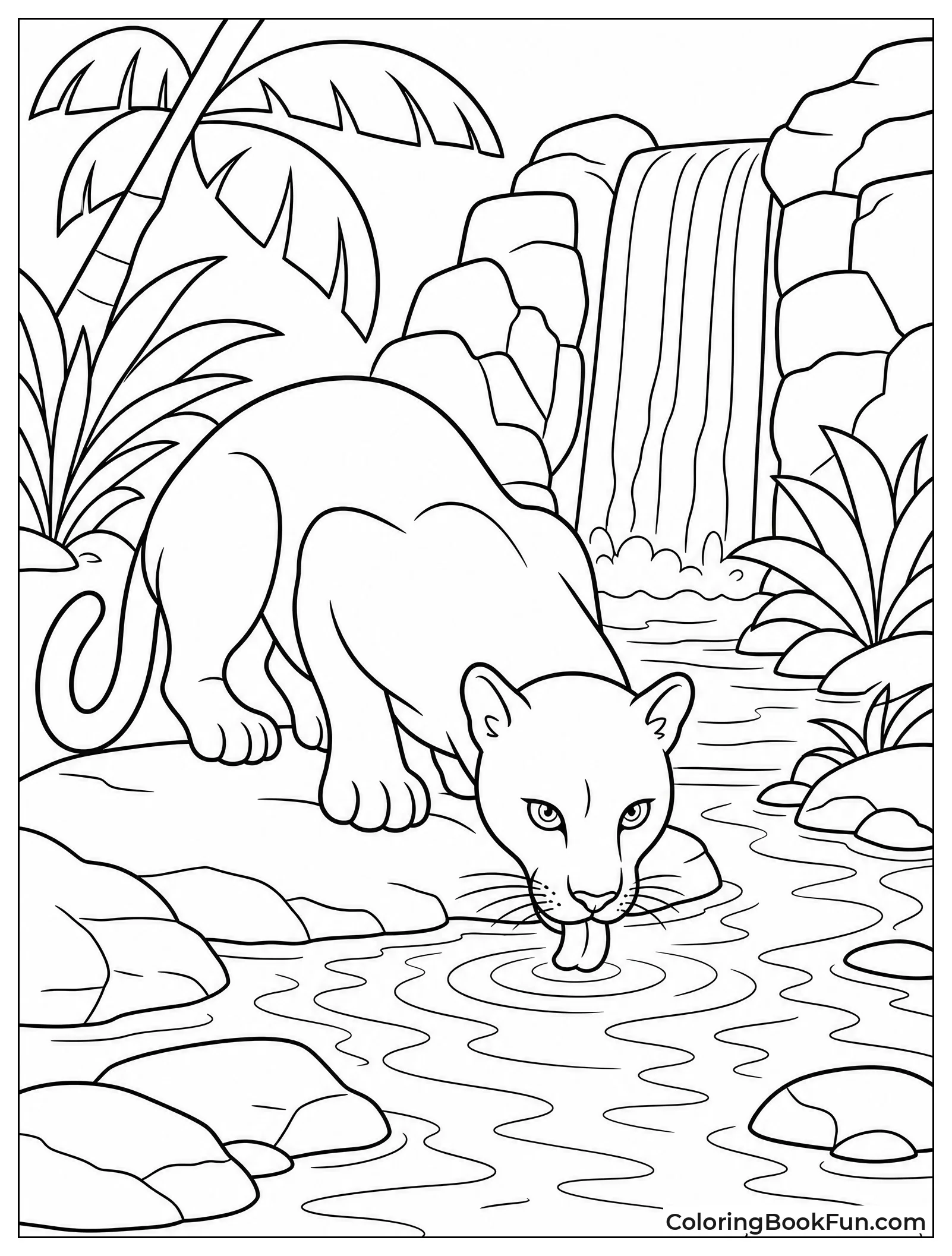 Panther Drinking Near Waterfall