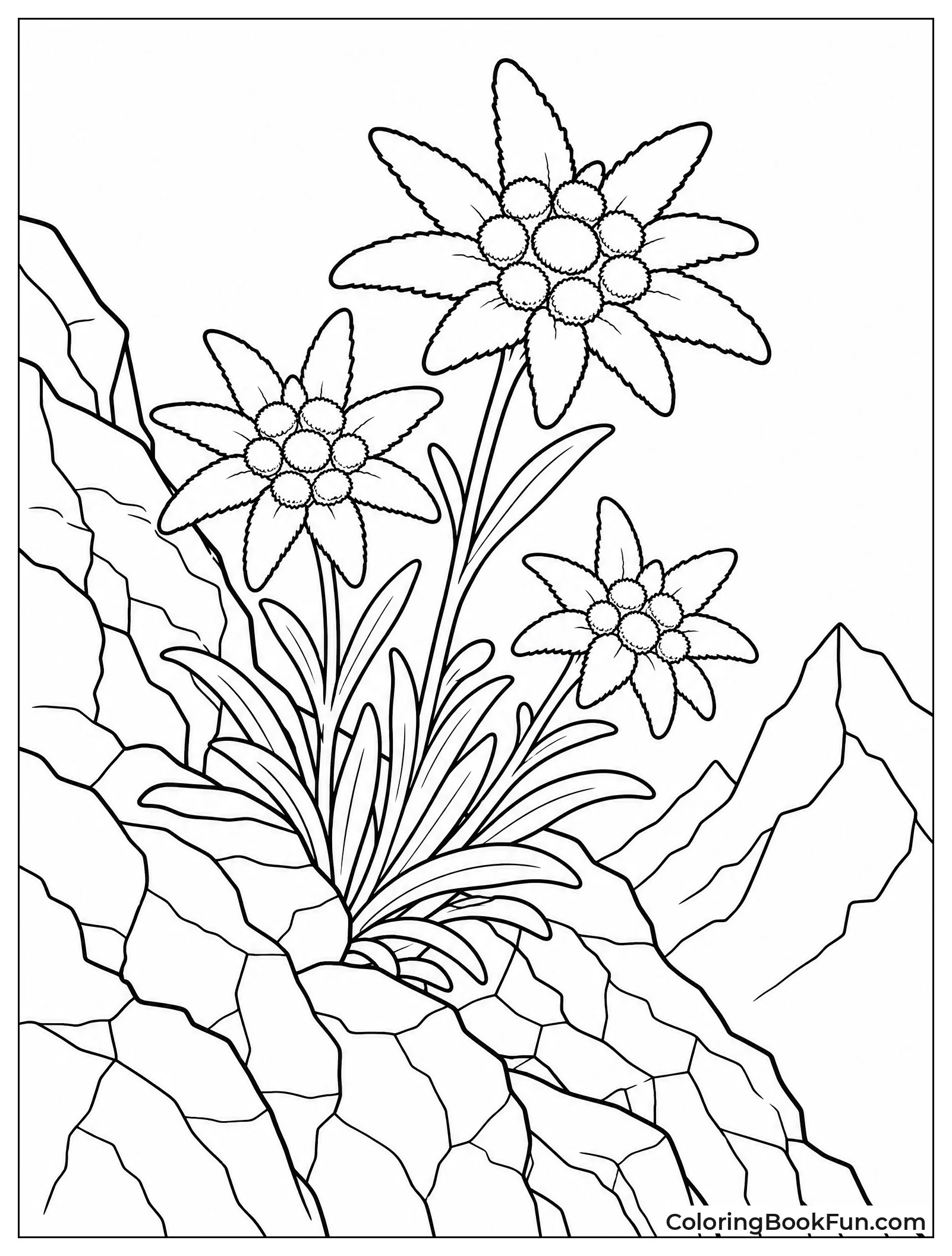 Edelweiss Growing on Rocky Ledge
