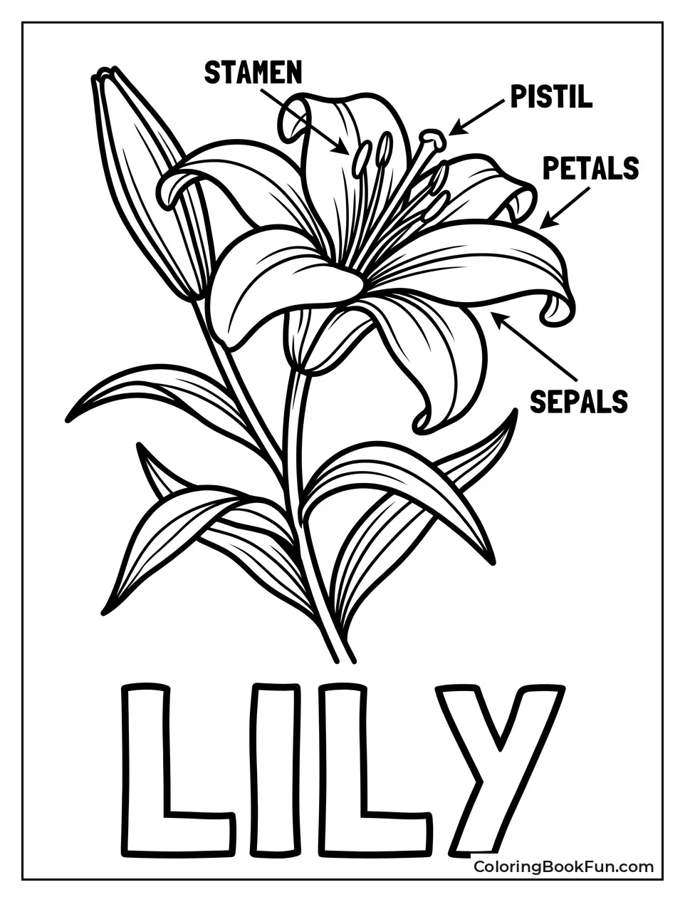 Lily Anatomy Shown with Labels