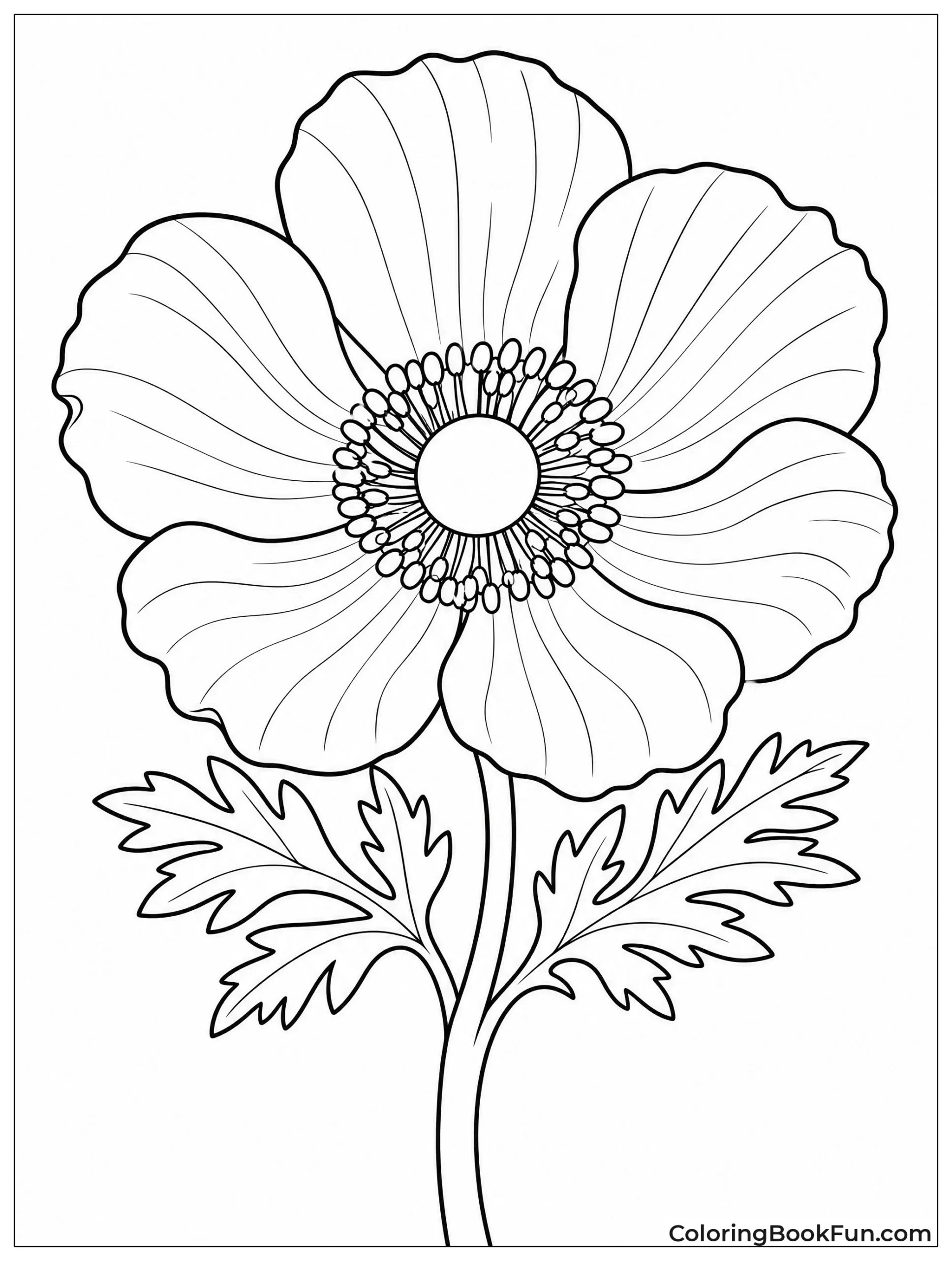 Anemone Flower with Delicate Petals