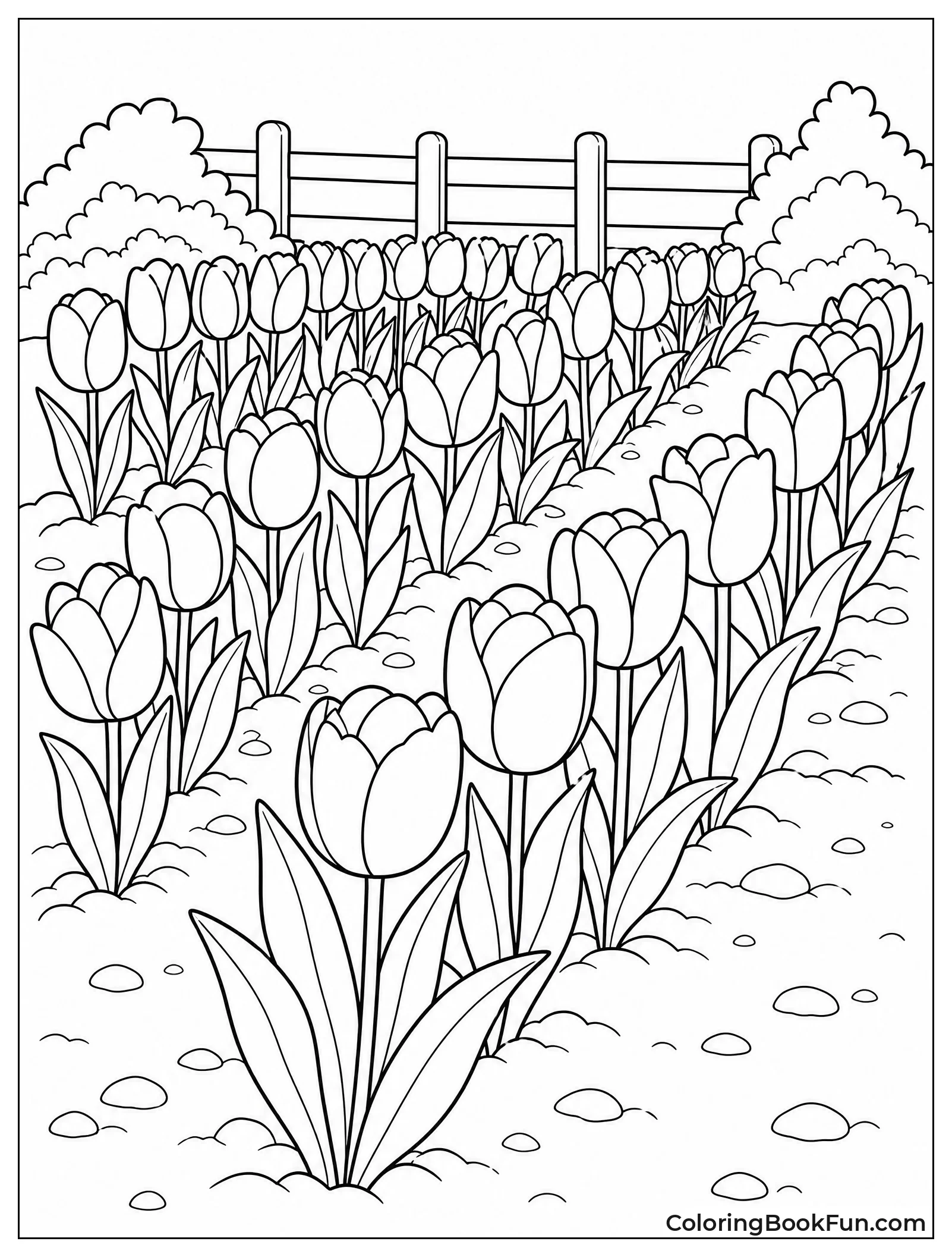 Tulips Planted in Neat Rows