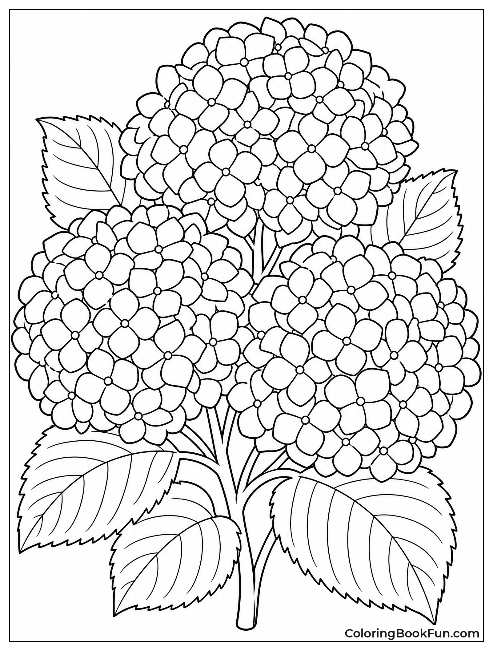 Many Small Hydrangea Blooms Together