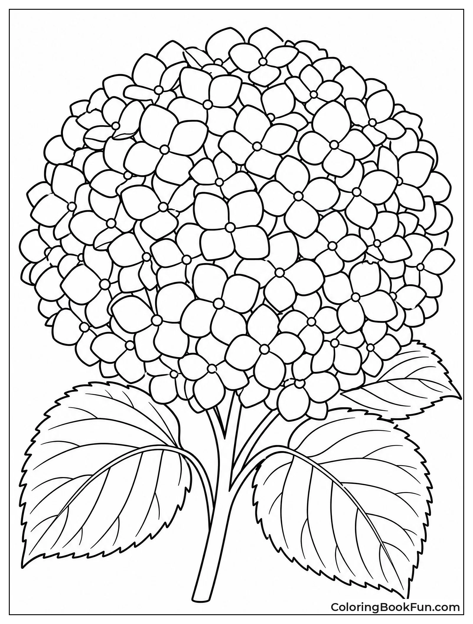 Hydrangea Petals Forming Clusters
