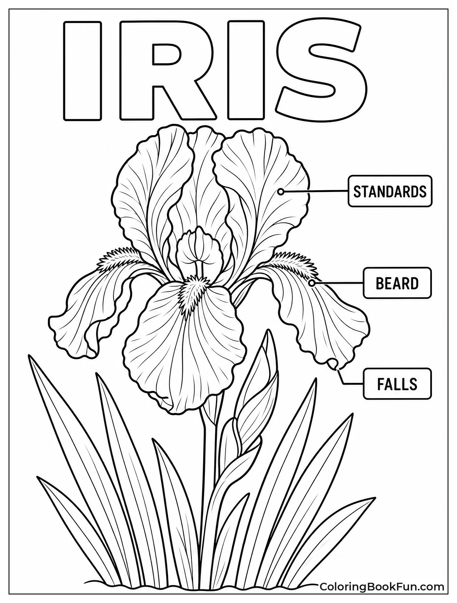 Iris with Parts Labeled