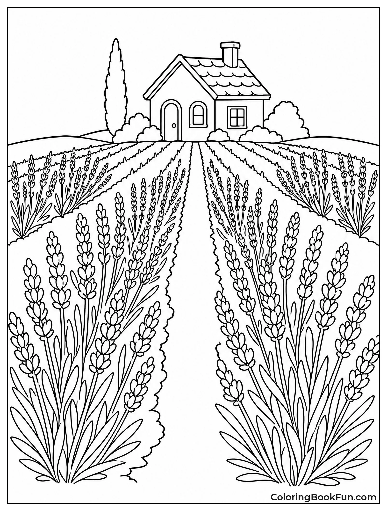 Lavender Field Leading to Cottage