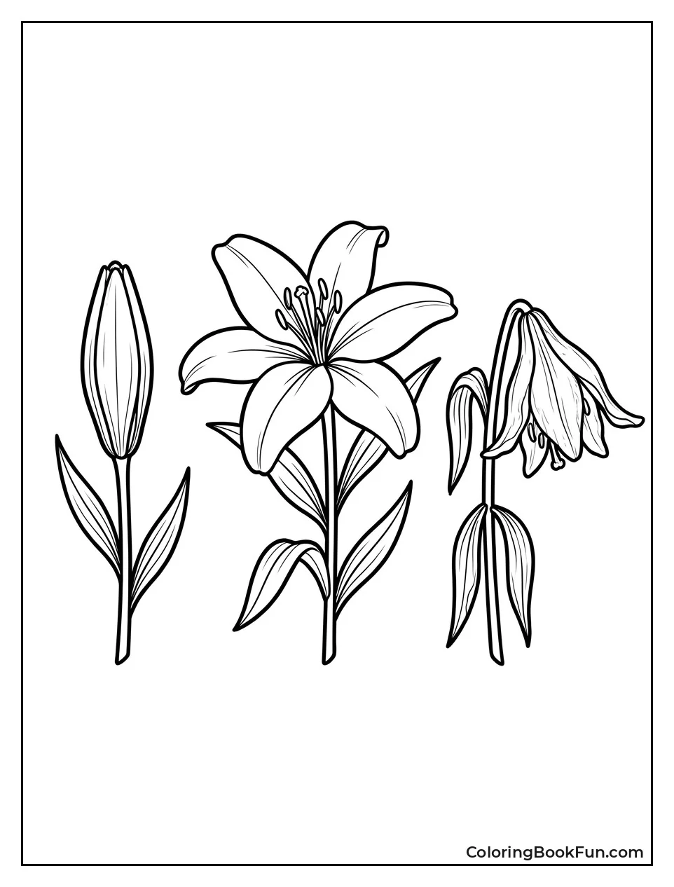 Lily at Different Growth Stages