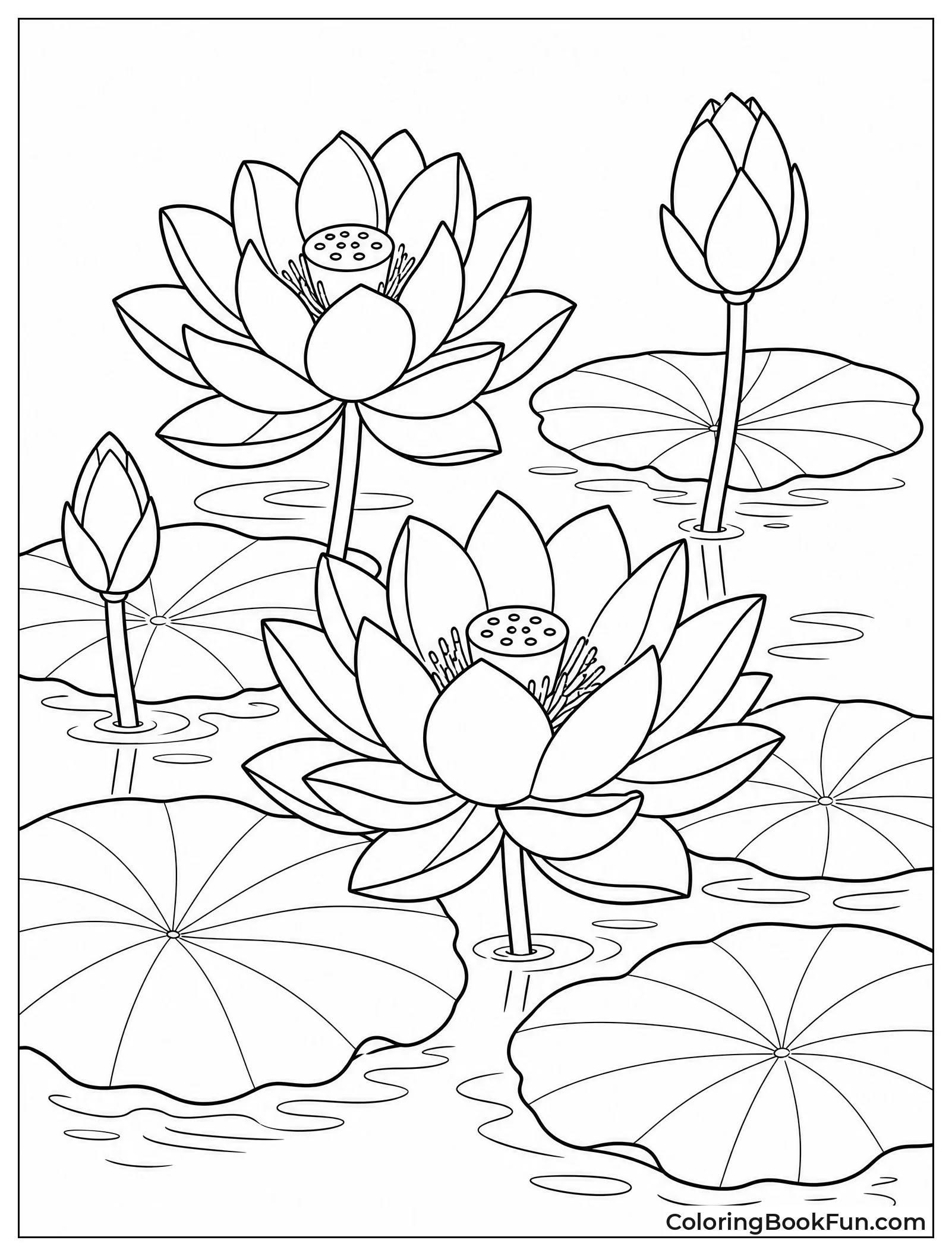 Lotus Floating on Pond Water