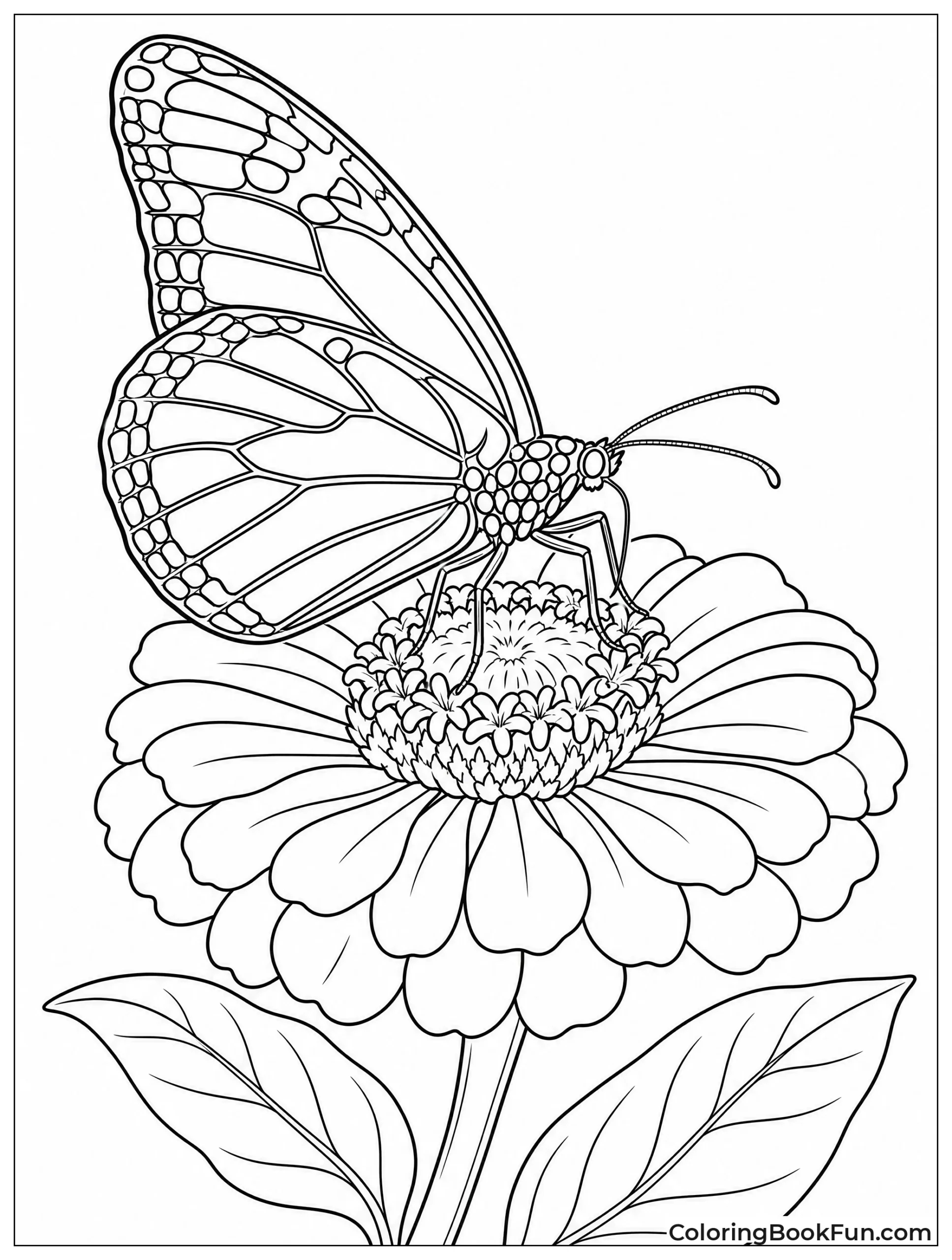 Monarch on Zinnia Flower