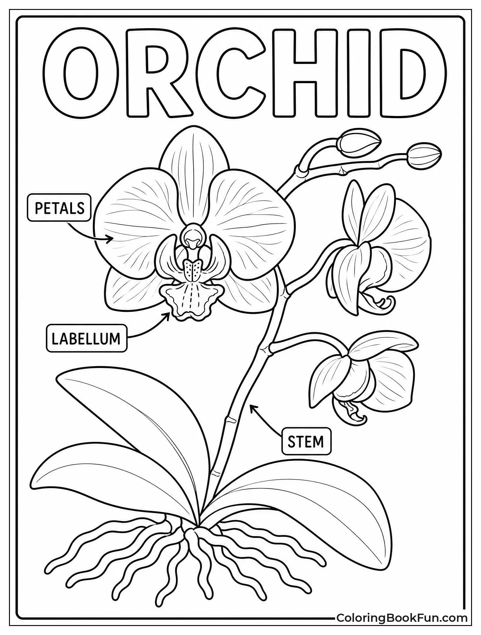 Orchid Diagram with Labels