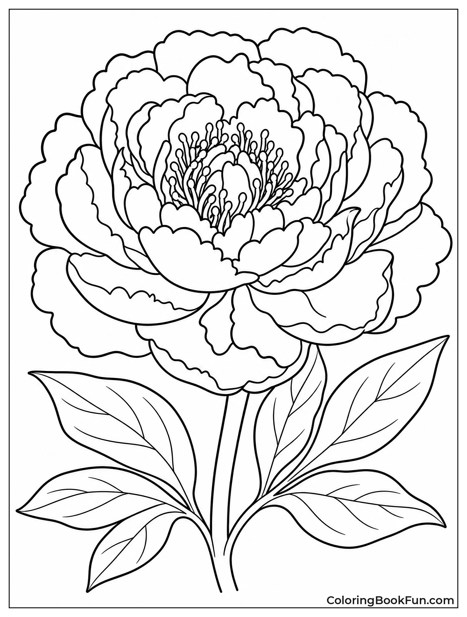 Peony in Full Bloom with Leaves
