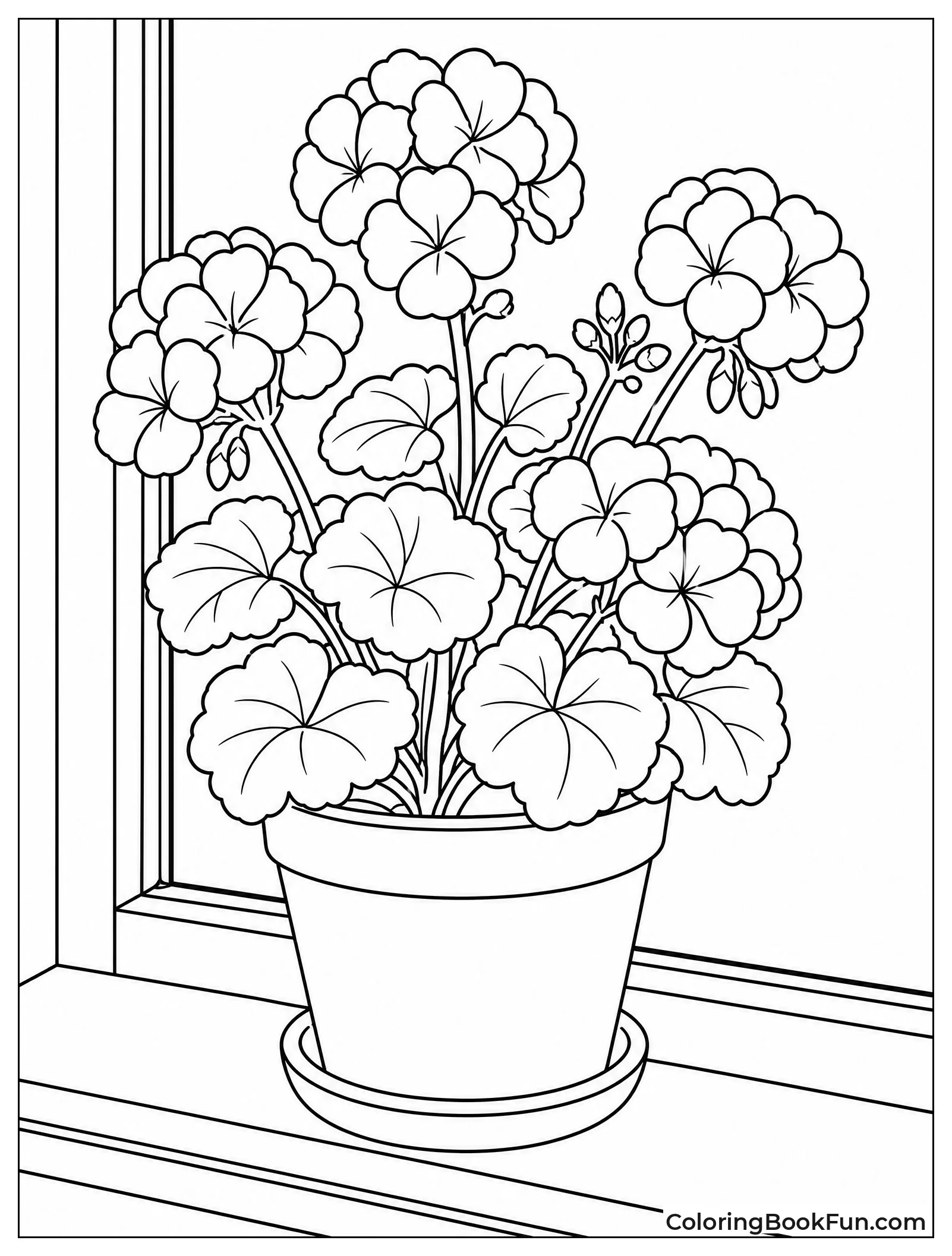 Geraniums Blooming in Terracotta Pot
