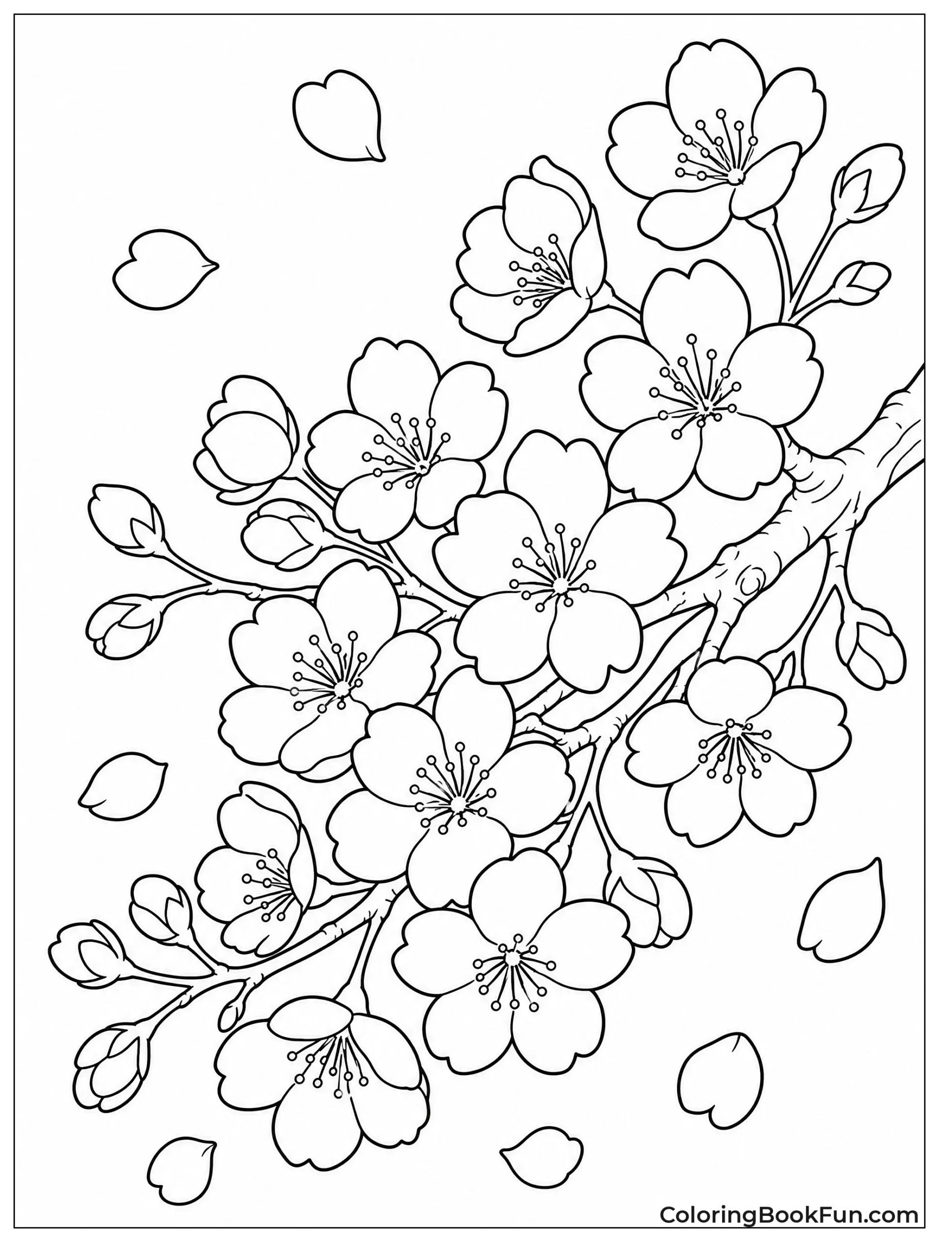 Cherry Blossoms Falling from Branch