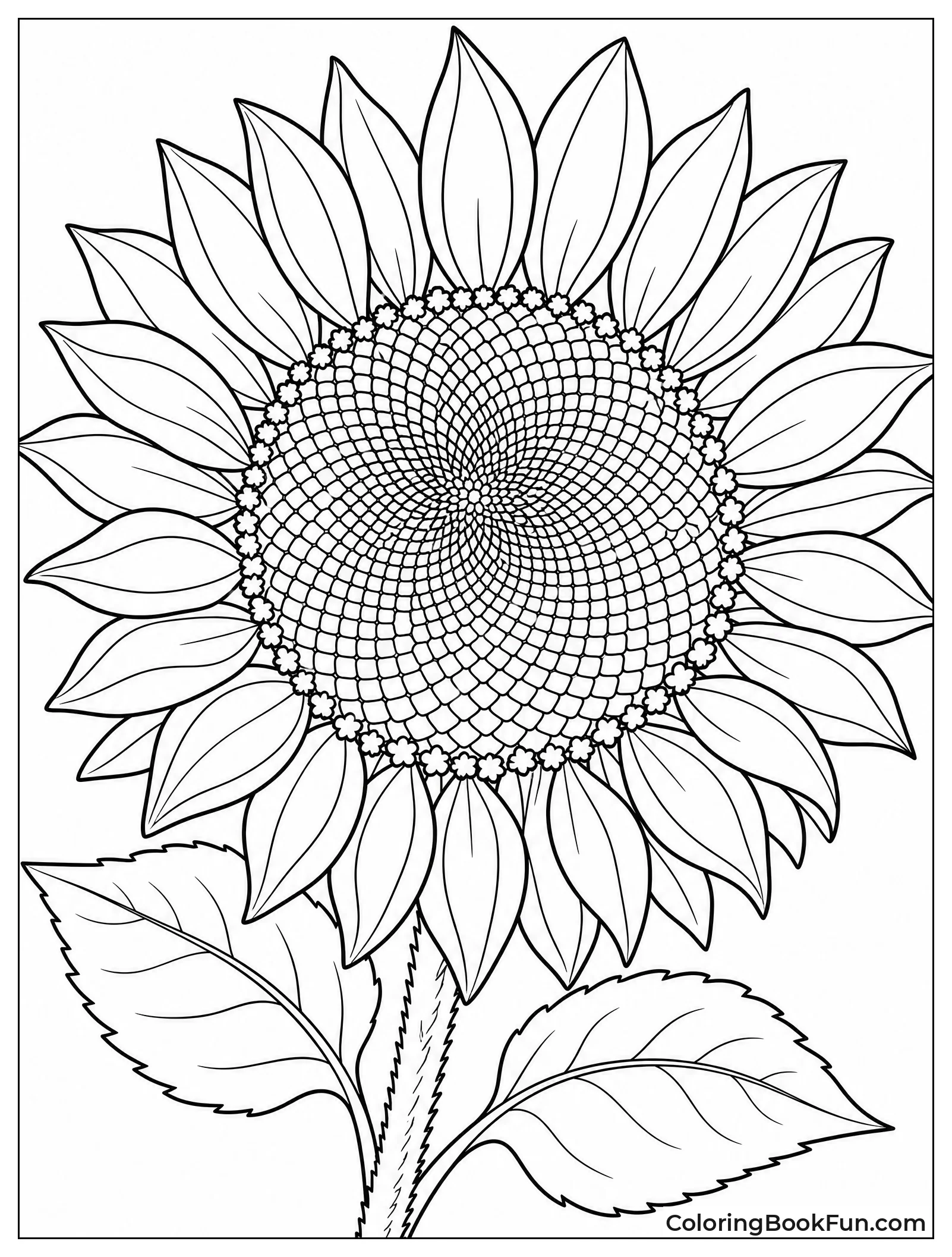 Sunflower Center with Tiny Seeds